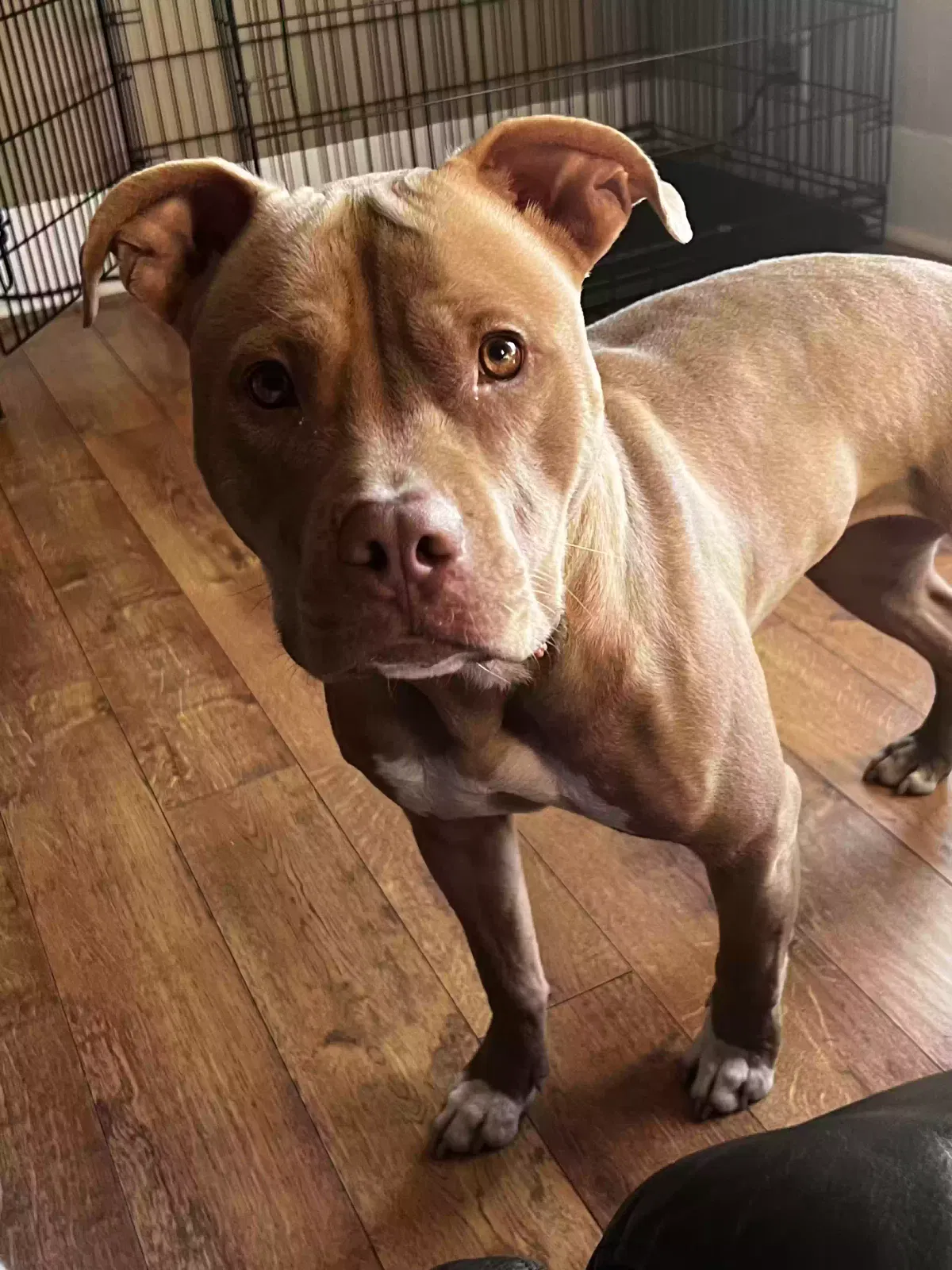 Dog, Red nose pit bull Dog for adoption in Aurora, IL, 60505