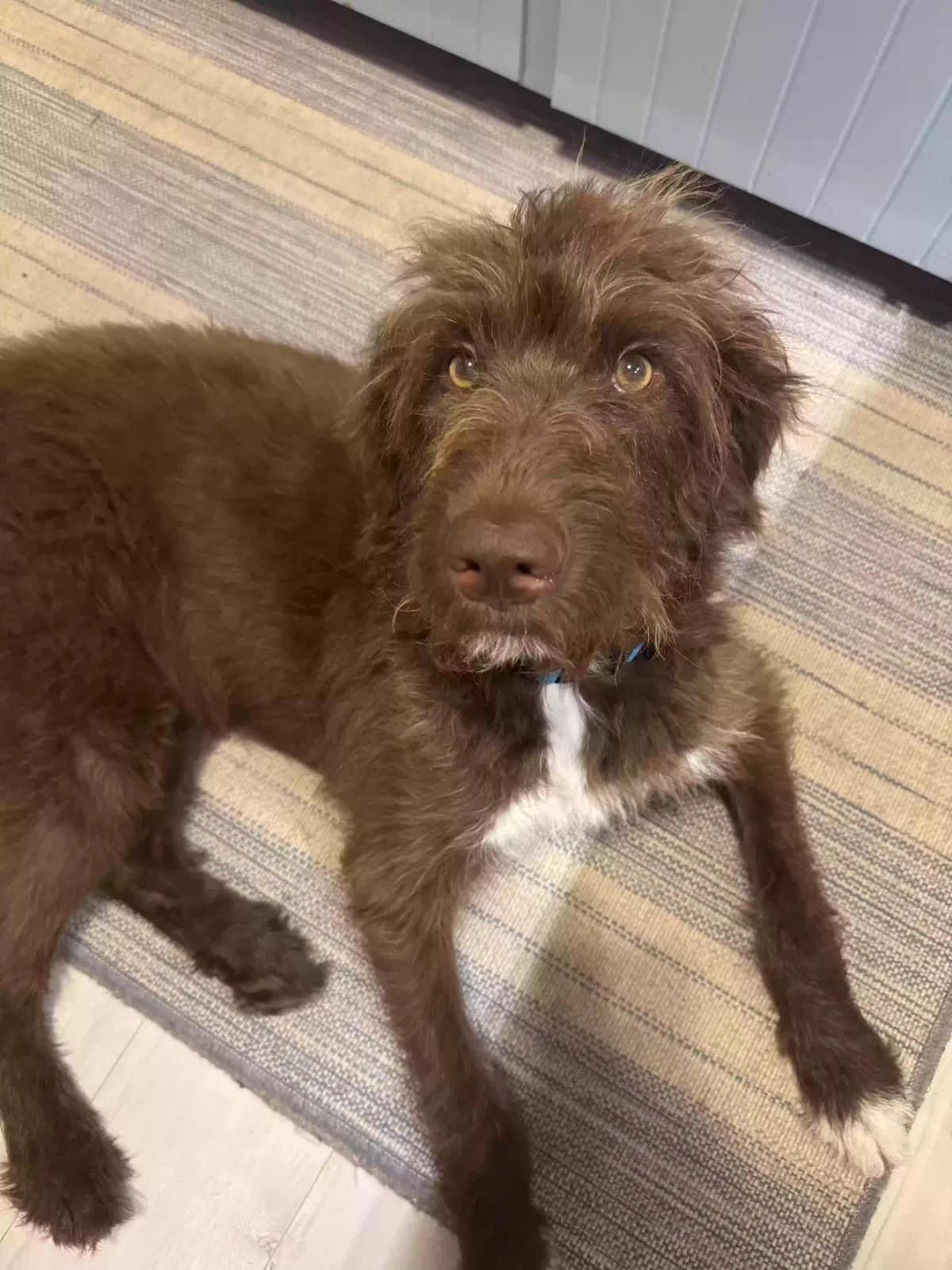 Banks, Doodle? Dog for adoption in Atlantic Beach, NC, 28512