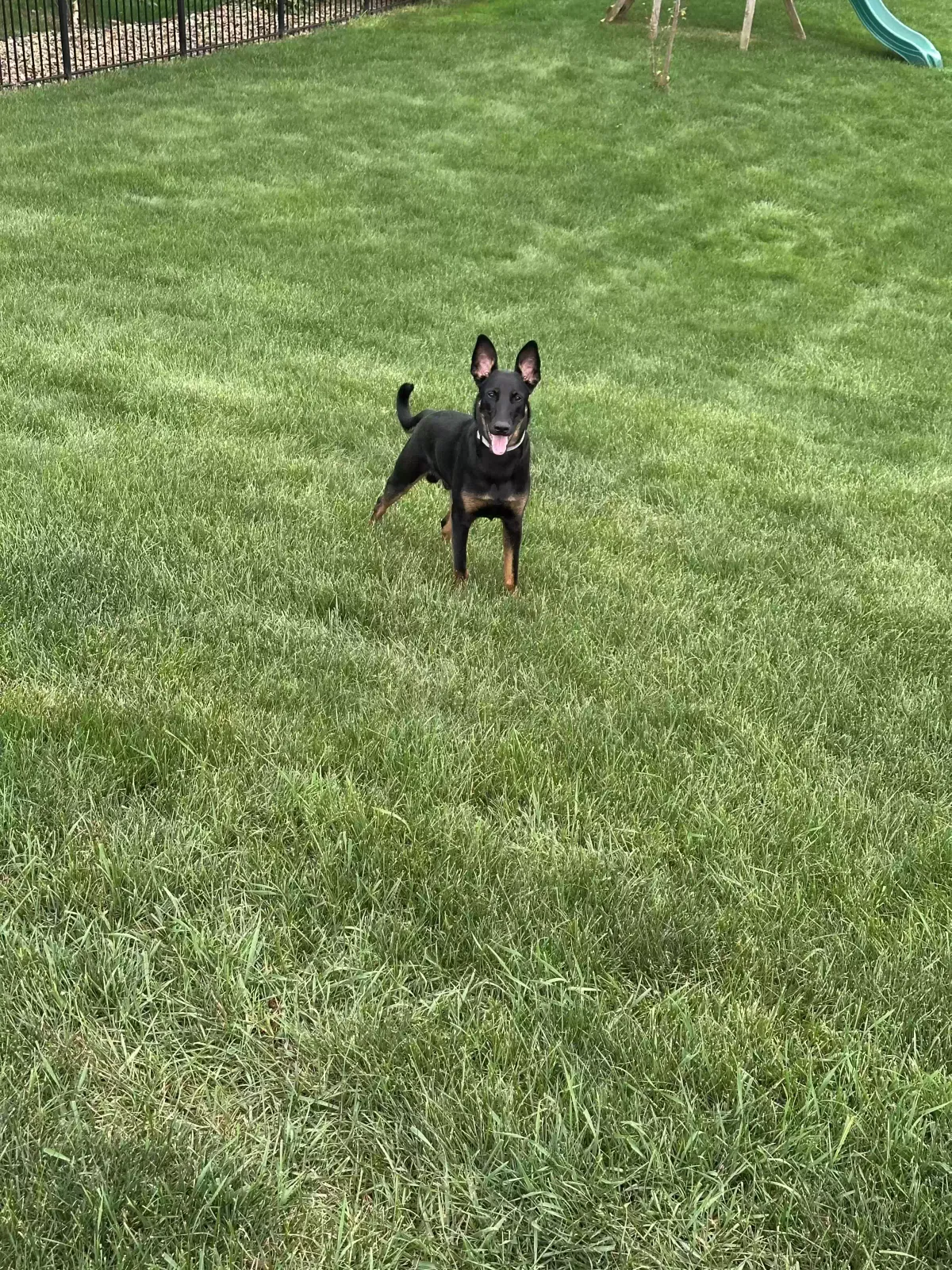 Koda, German shepherd mix Dog for adoption in Uniontown, OH, 44685