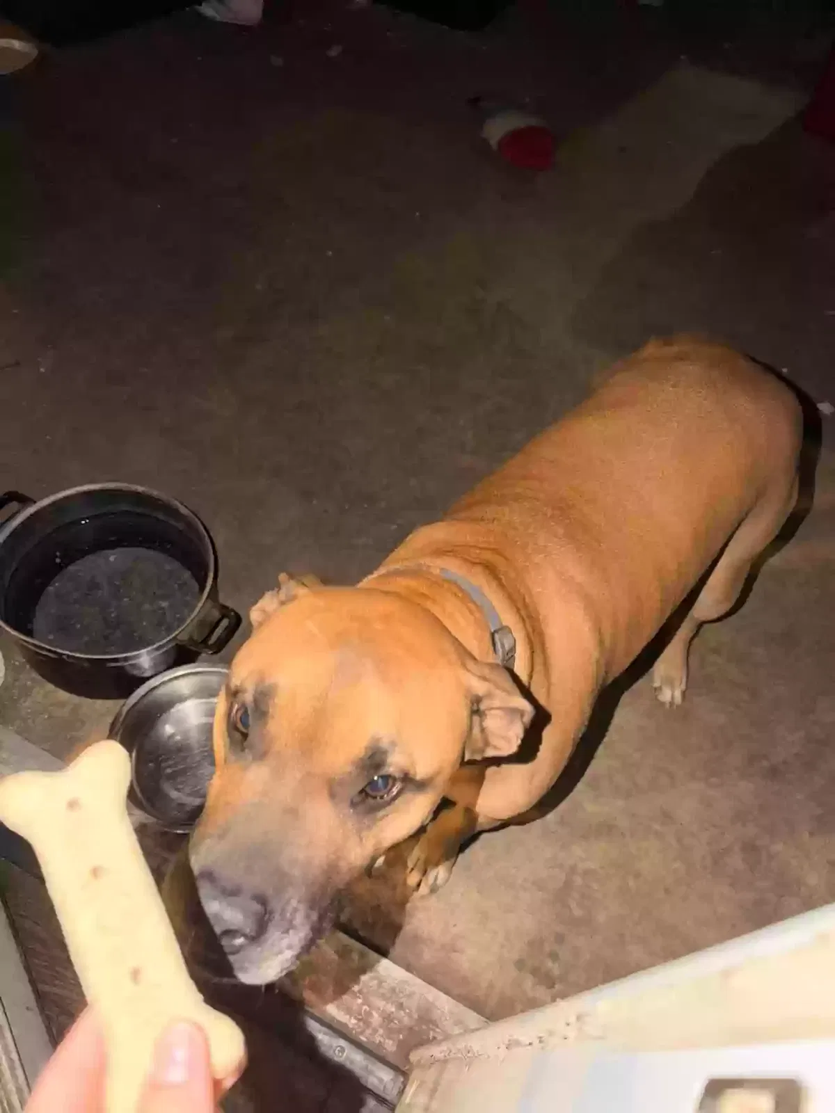 Buddy, Unknown Dog for adoption in Riverside, CA, 92504