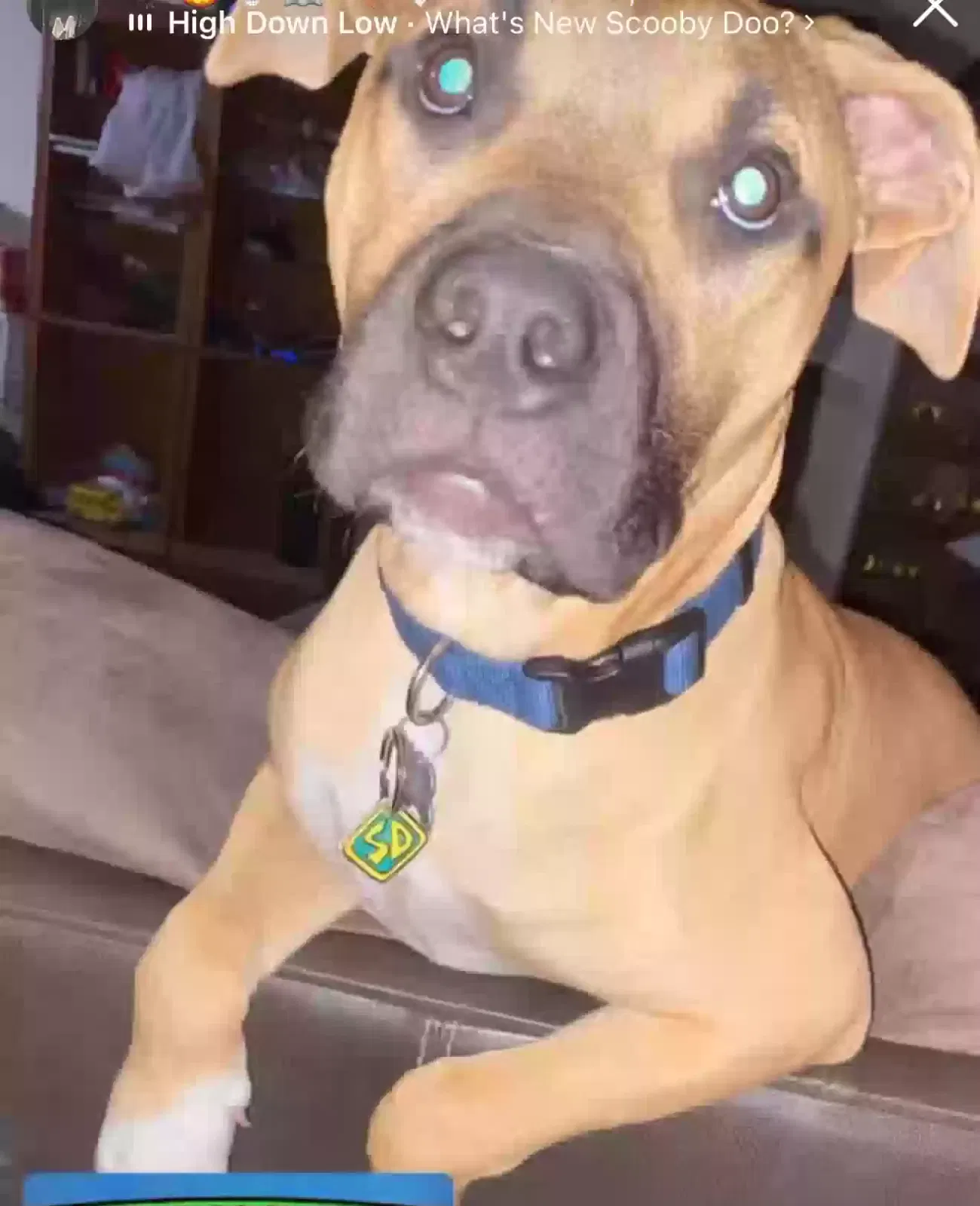 Buddy, Unknown Dog for adoption in Riverside, CA, 92504