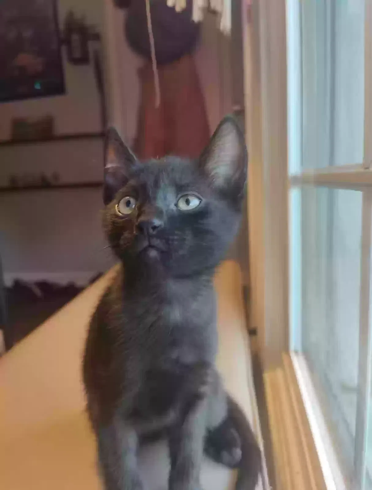 Simon, Unknown Cat for adoption in Greensboro, NC, 27401
