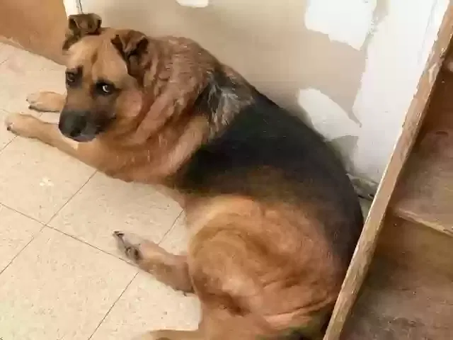 KING, GERMAN SHEPHERD Dog for adoption in Rosedale, NY, 11422