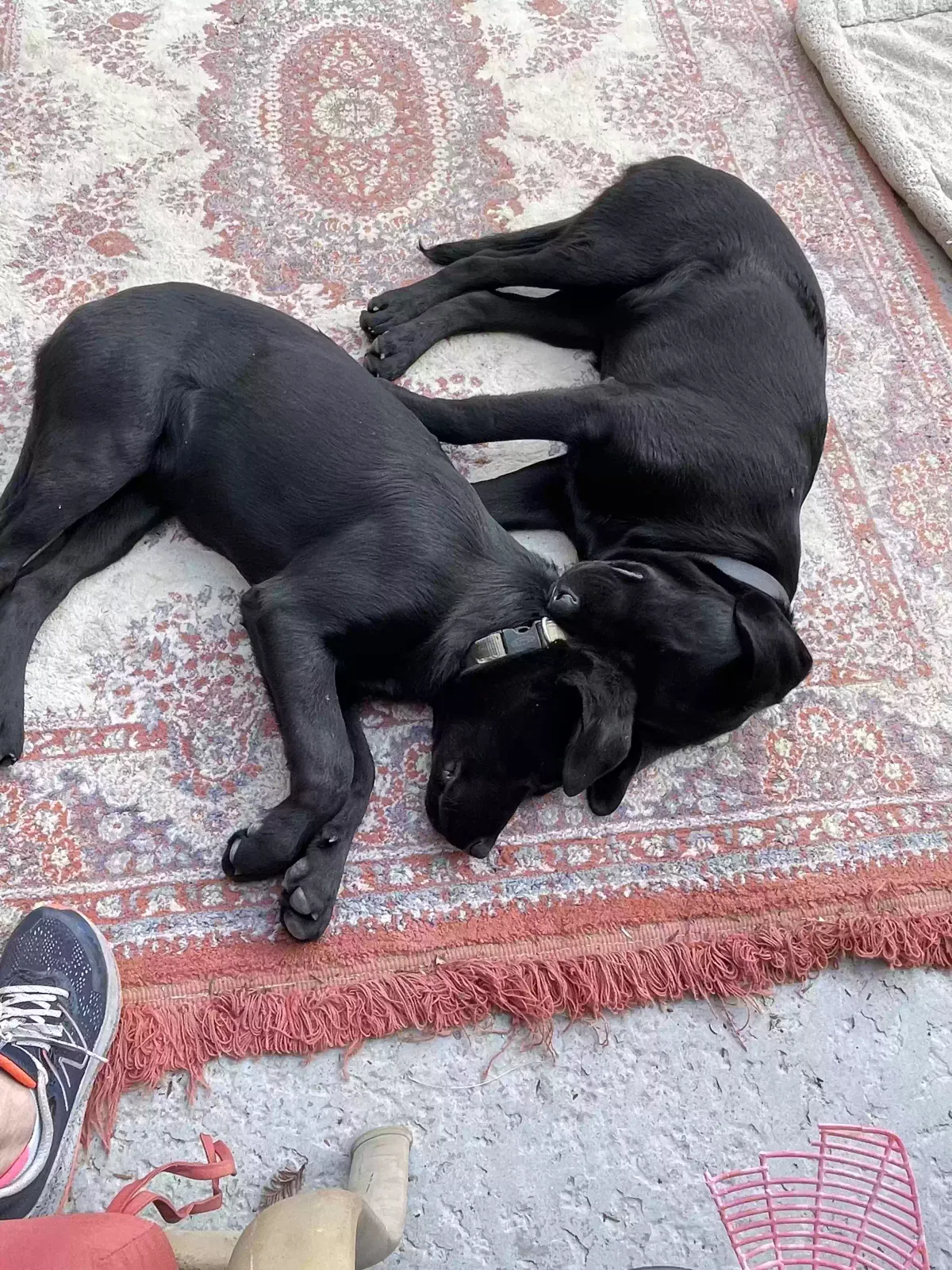 Toby & Keith, Black lab Dog for adoption in Yuba City, CA, 95993