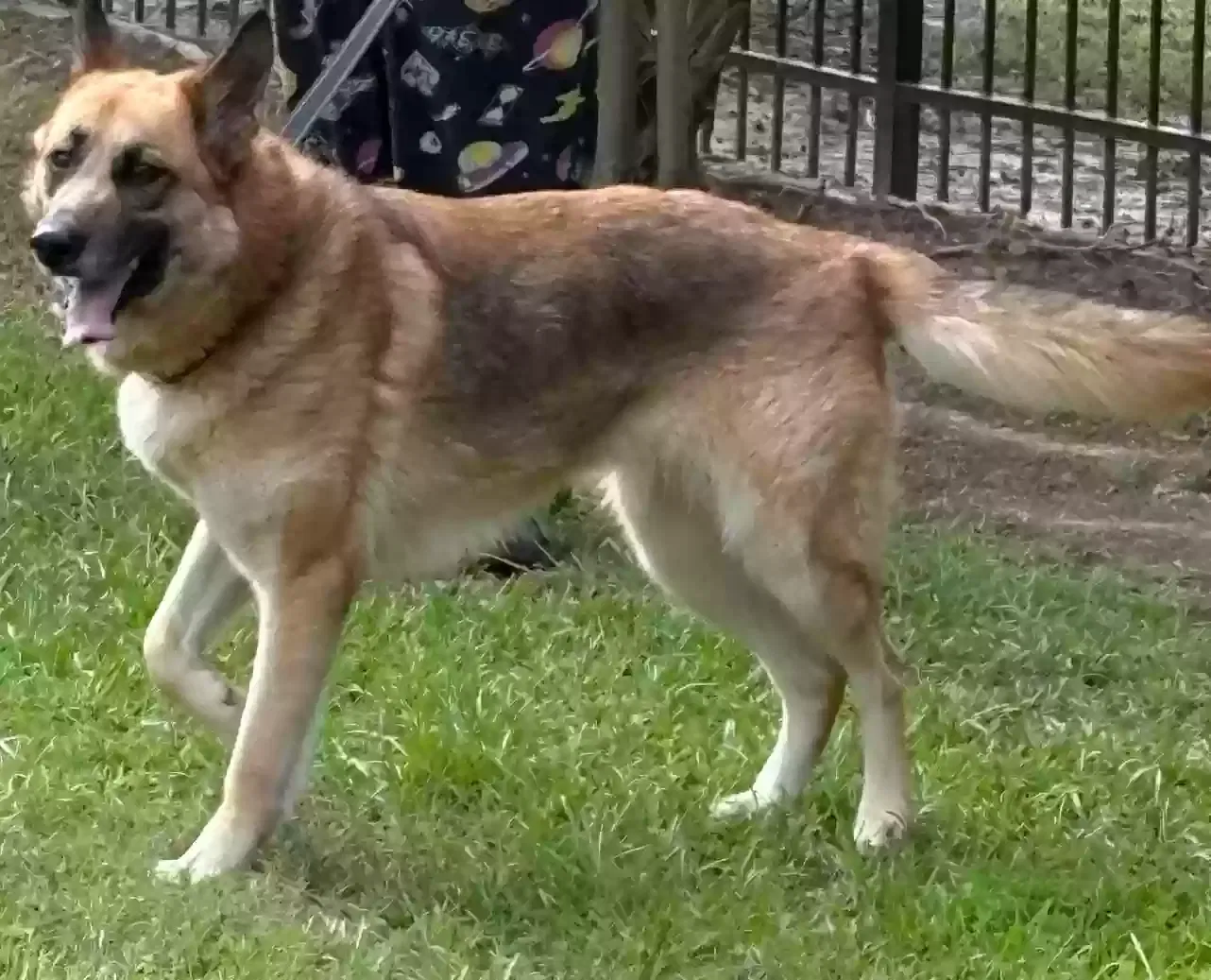 Alexa Simon, Germany Shepherd Dog for adoption in Baton Rouge, LA, 70816