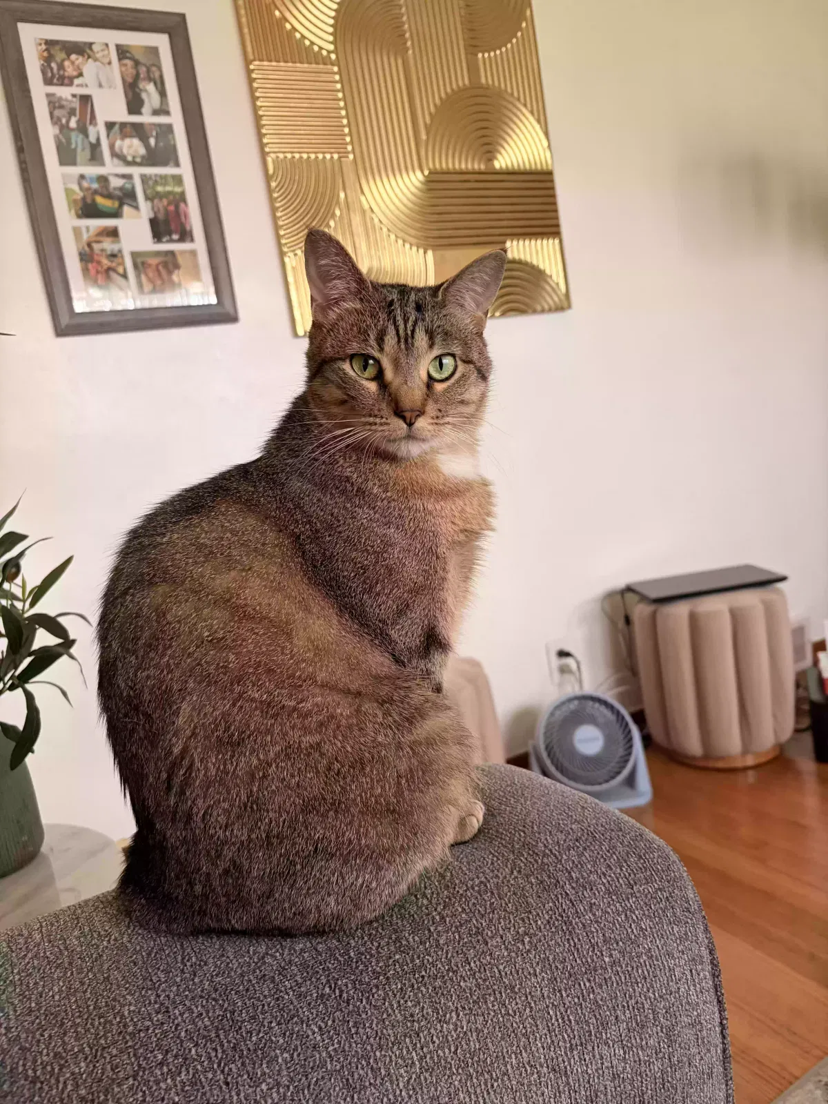 Nurah, Domestic shorthair Cat for adoption in Buffalo, NY, 14221