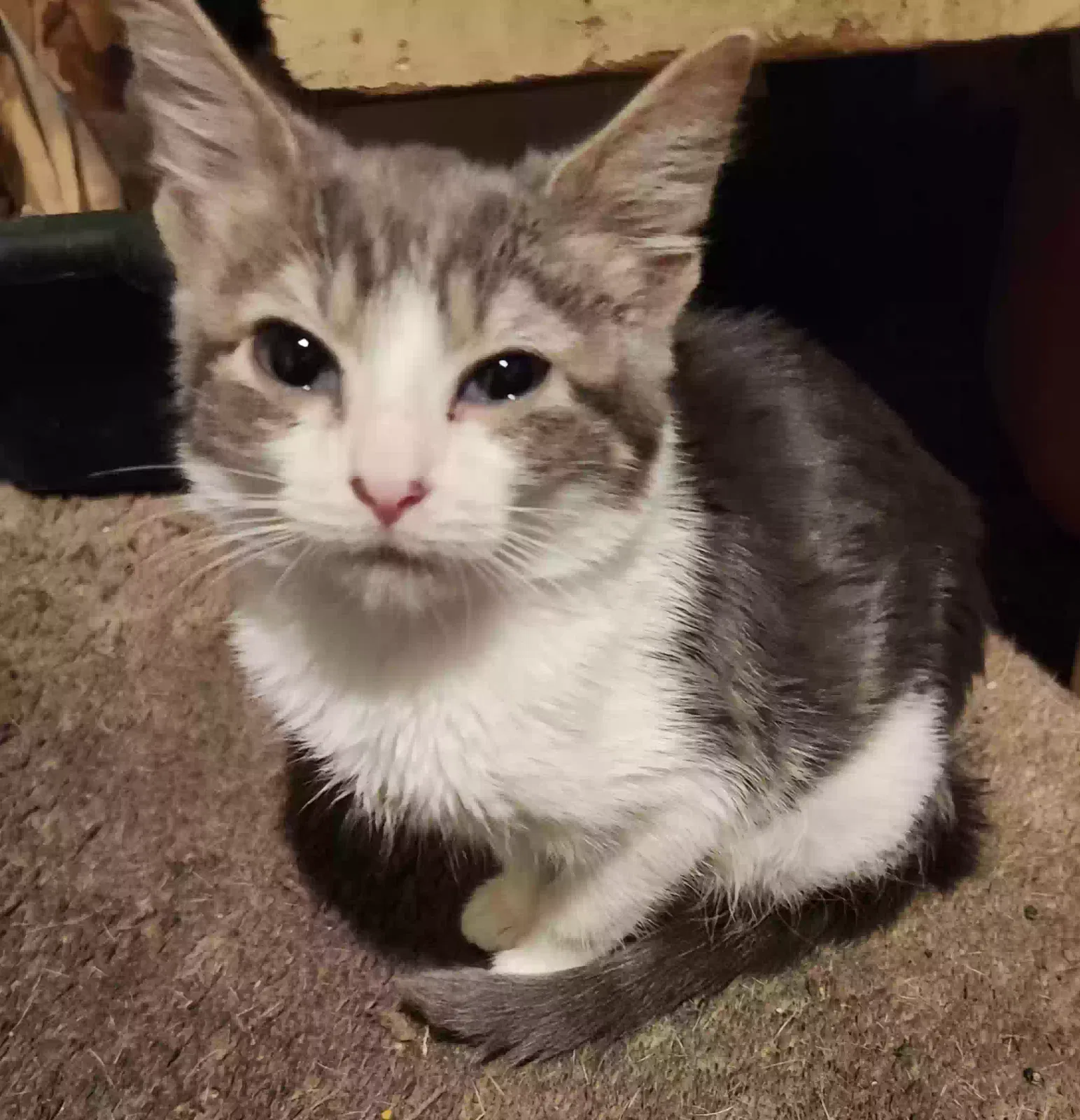 Casper Thompson, Unknown Cat for adoption in Maxton, NC, 28364