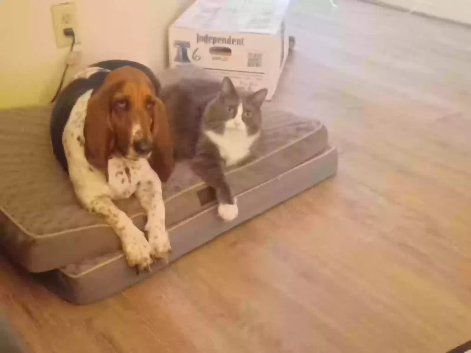 Max, Tabby mix Cat for adoption in Pasadena, TX, 77505