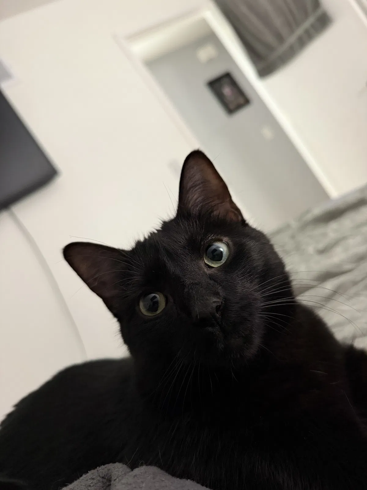 Pooter, Unknown Cat for adoption in Warren, MI, 48091