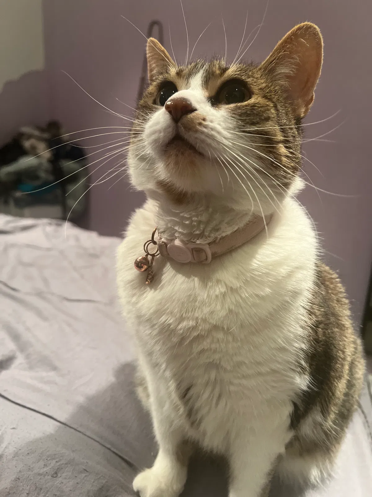 Munchy, American short hair Cat for adoption in Romeoville, IL, 60446