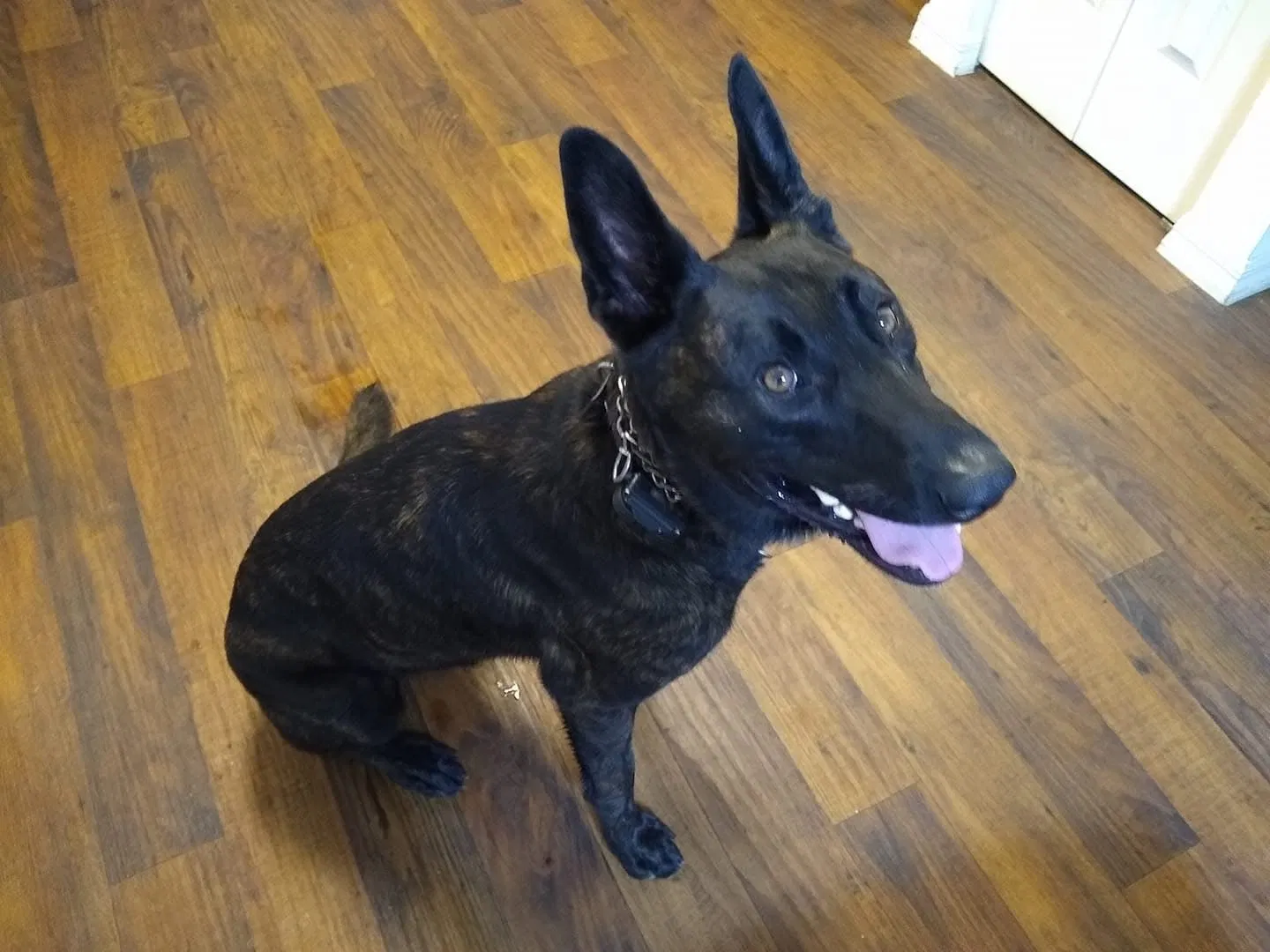 Erich, Dutch Shepherd Dog for adoption in Ocala, FL, 34476