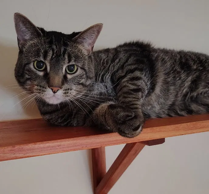 Michael, Domestic short hair Cat for adoption in Oakland, NE, 68045