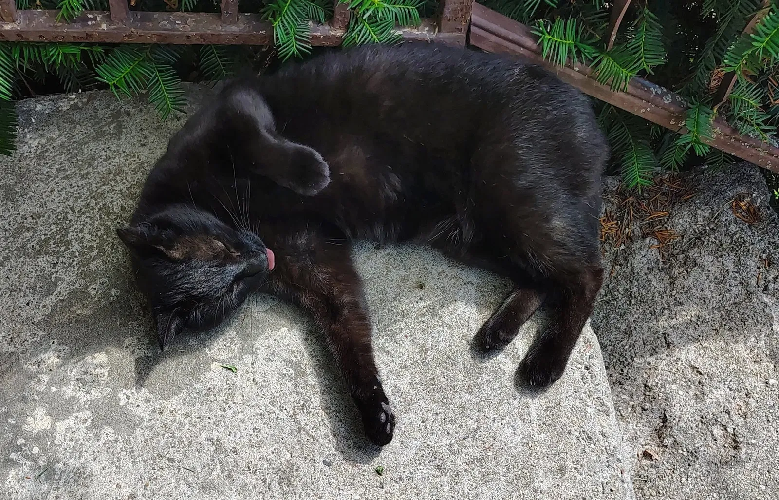Autumn, Domestic short hair Cat for adoption in Oakland, NE, 68045