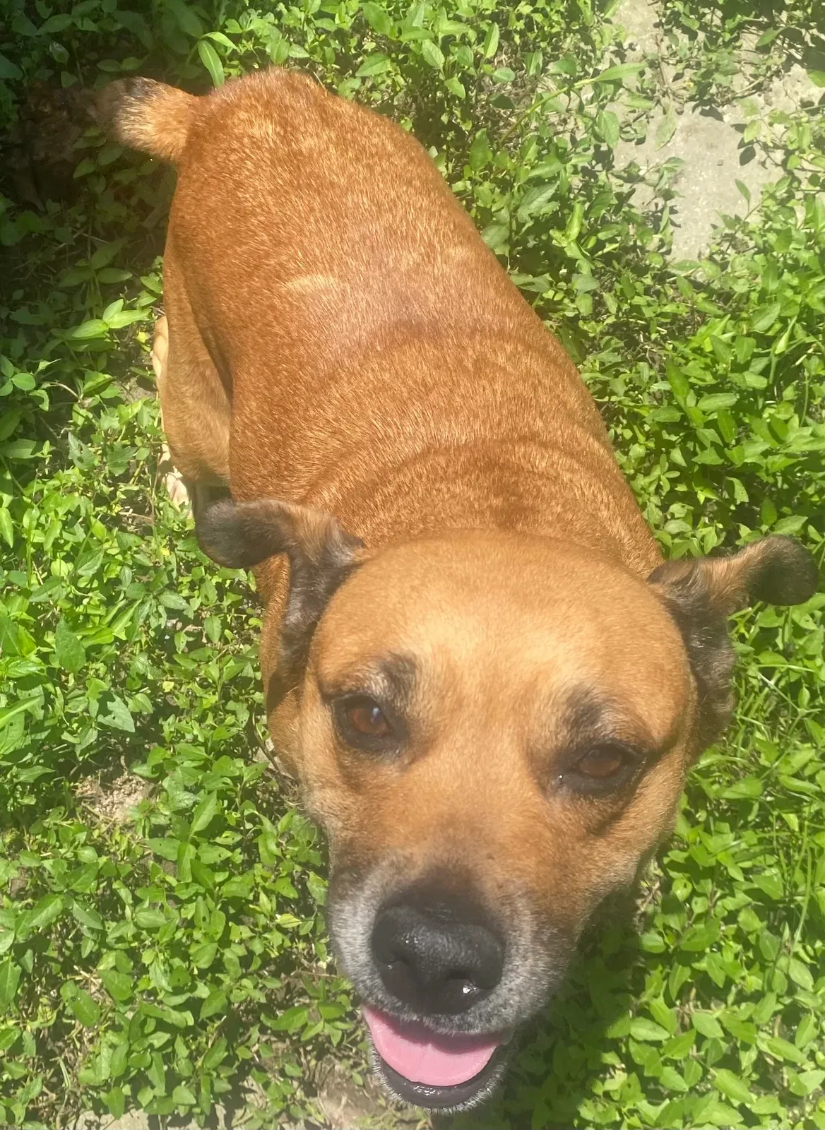 Ms. Girl, Unknown Dog for adoption in Denham Springs, LA, 70726