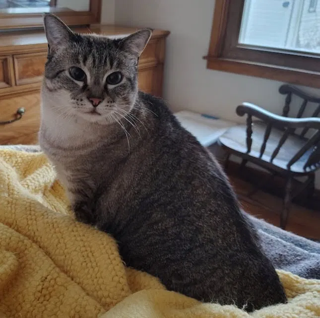 Ivy, Domestic short hair Cat for adoption in Oakland, NE, 68045