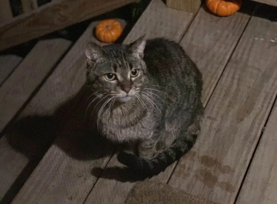 Willa, Unknown Cat for adoption in Burton, MI, 48423