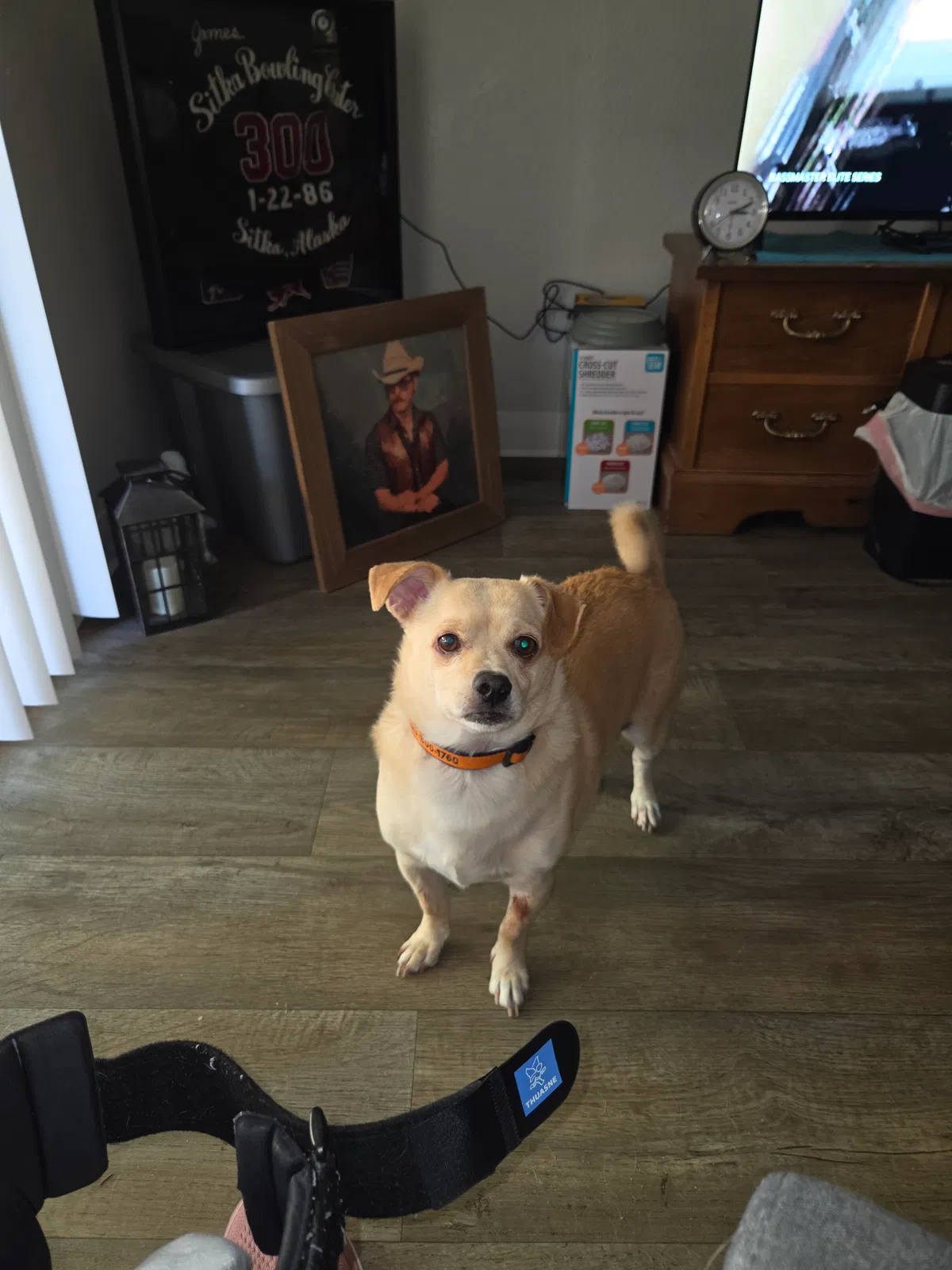 Teddy Bear, Chug Dog for adoption in Peoria, AZ, 85345