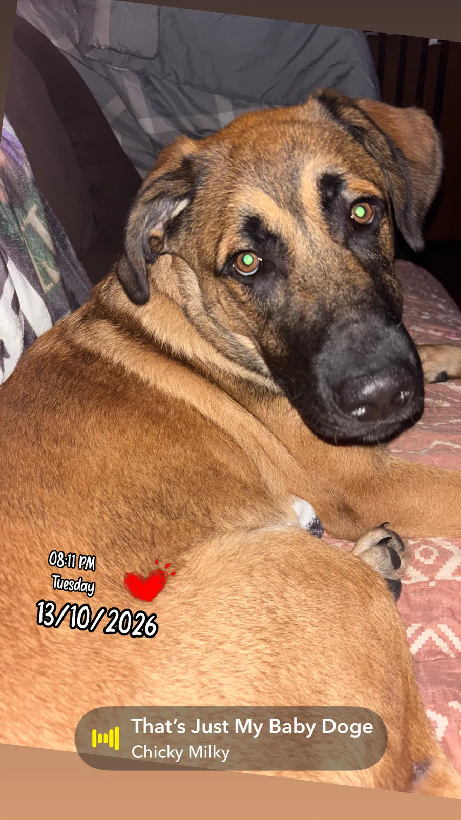 Patch Adams, Great Pyrenees/lab mix (mom)and German Shepherd(dad) Dog for adoption in Cullman, AL, 35058