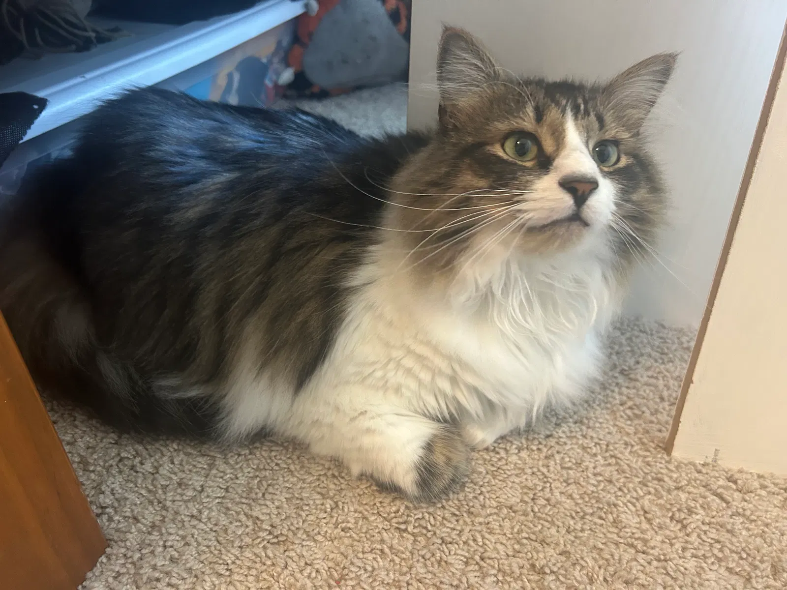 Sprinkles, DMH Cat for adoption in Cameron, NC, 28326