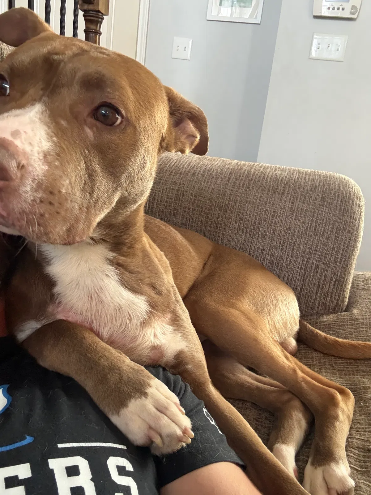 Patrick, Mixed Breed (Medium) Dog for adoption in Gardner, KS, 66030