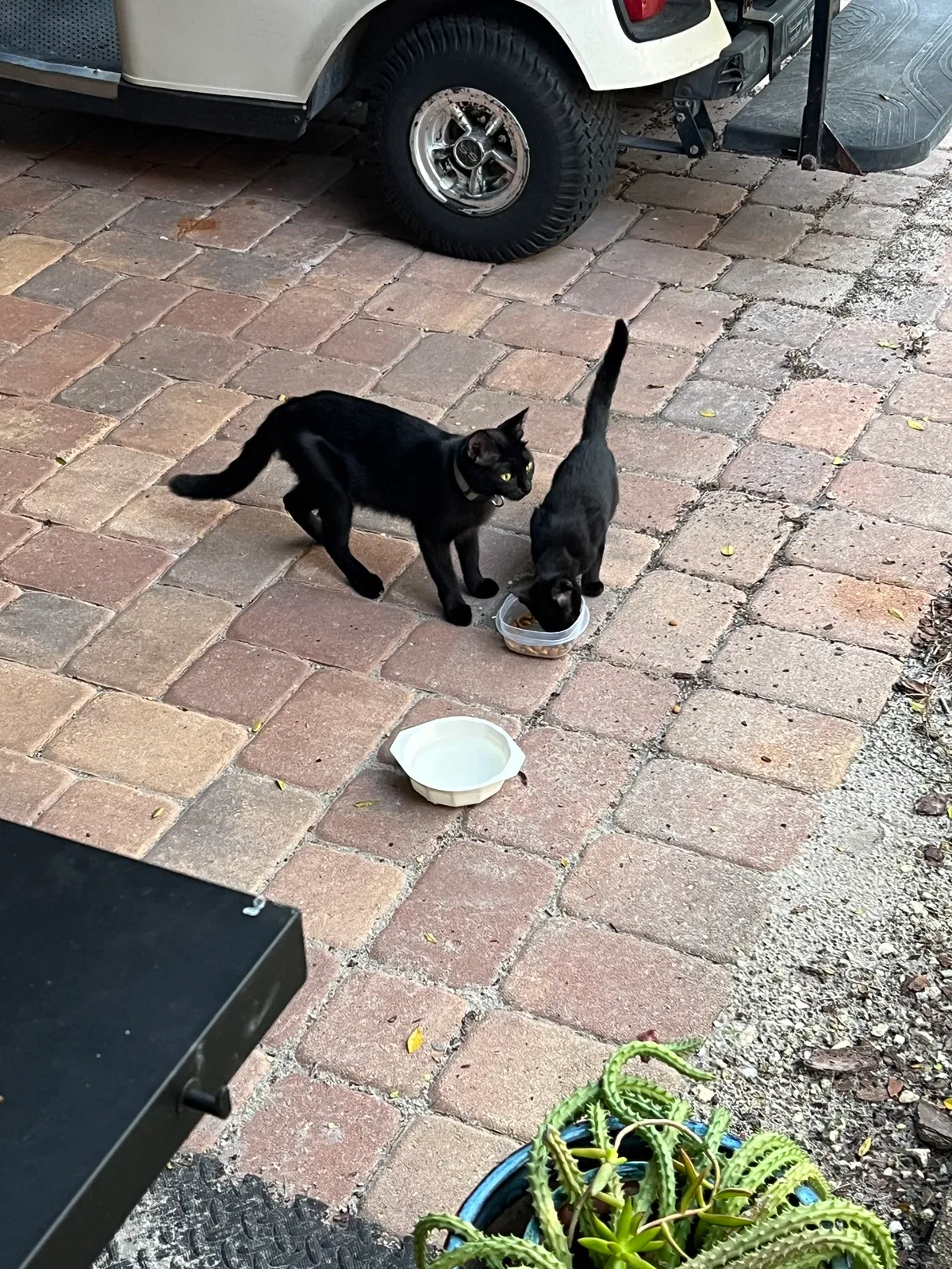 Cat, Unknown Cat for adoption in Windermere, FL, 34786