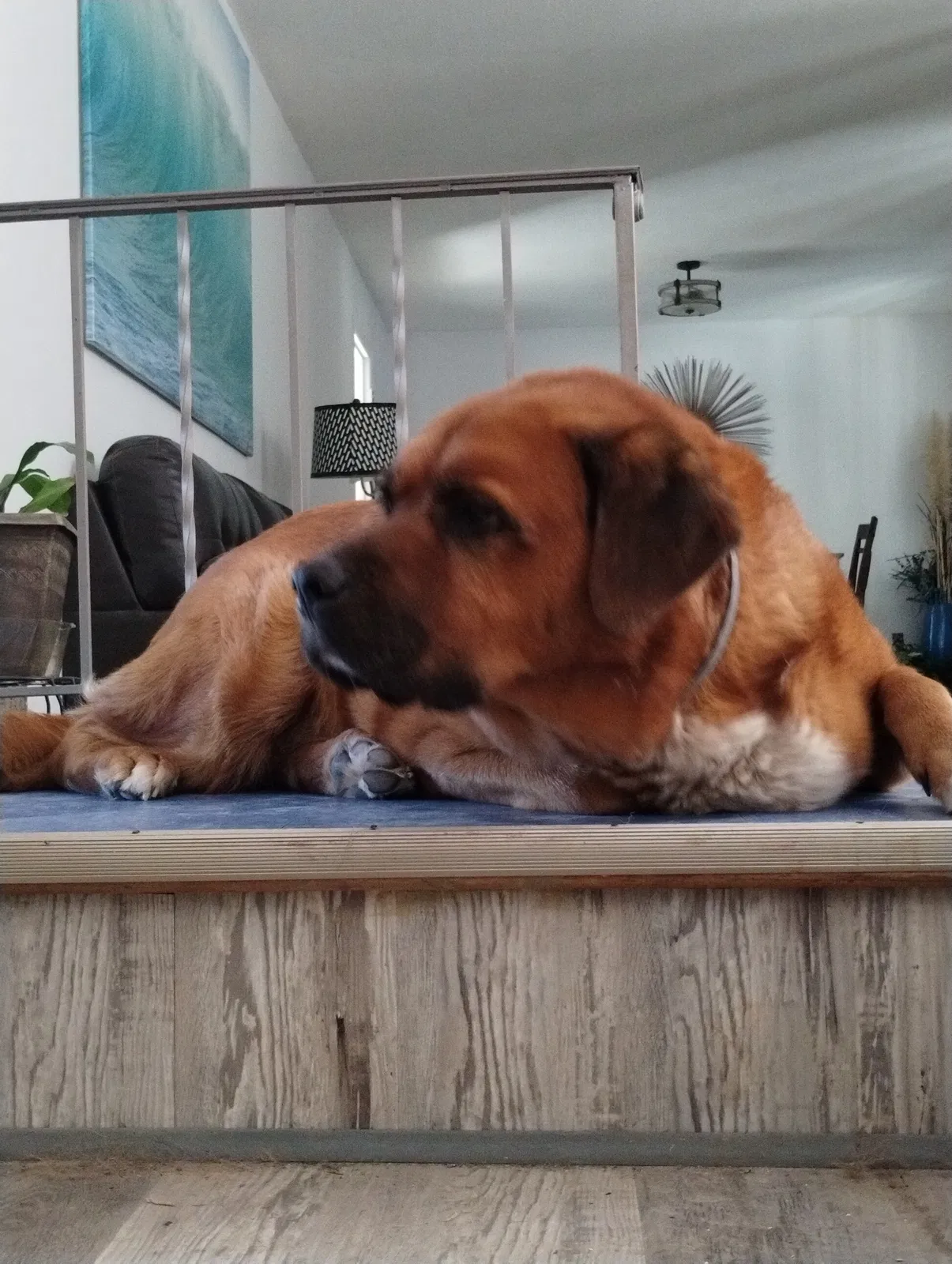 Draco, Saint Bernard- Lab Dog for adoption in Conyers, GA, 30012