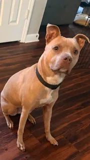 champagne, pit bull mixed Dog for adoption in Lawrenceville, GA, 30044