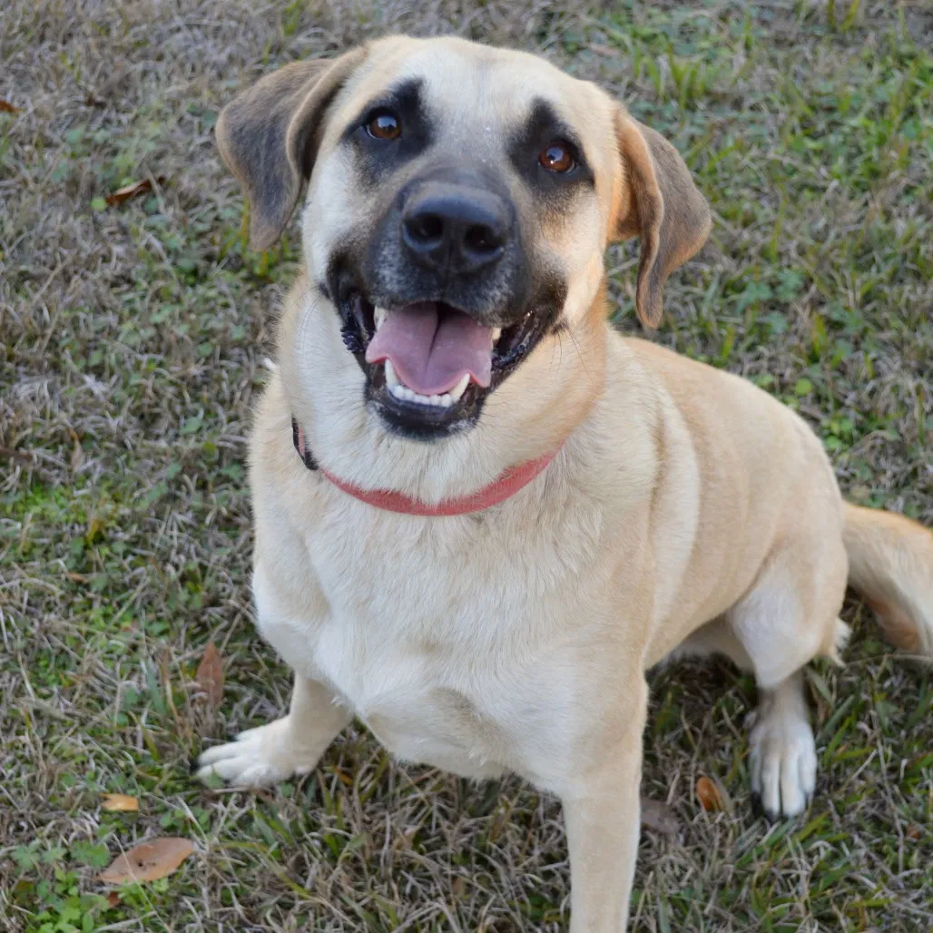 Cleo, Black Mouthed Cur, Great Pyrenees Mix Dog for adoption in Rising Sun, MD, 21911