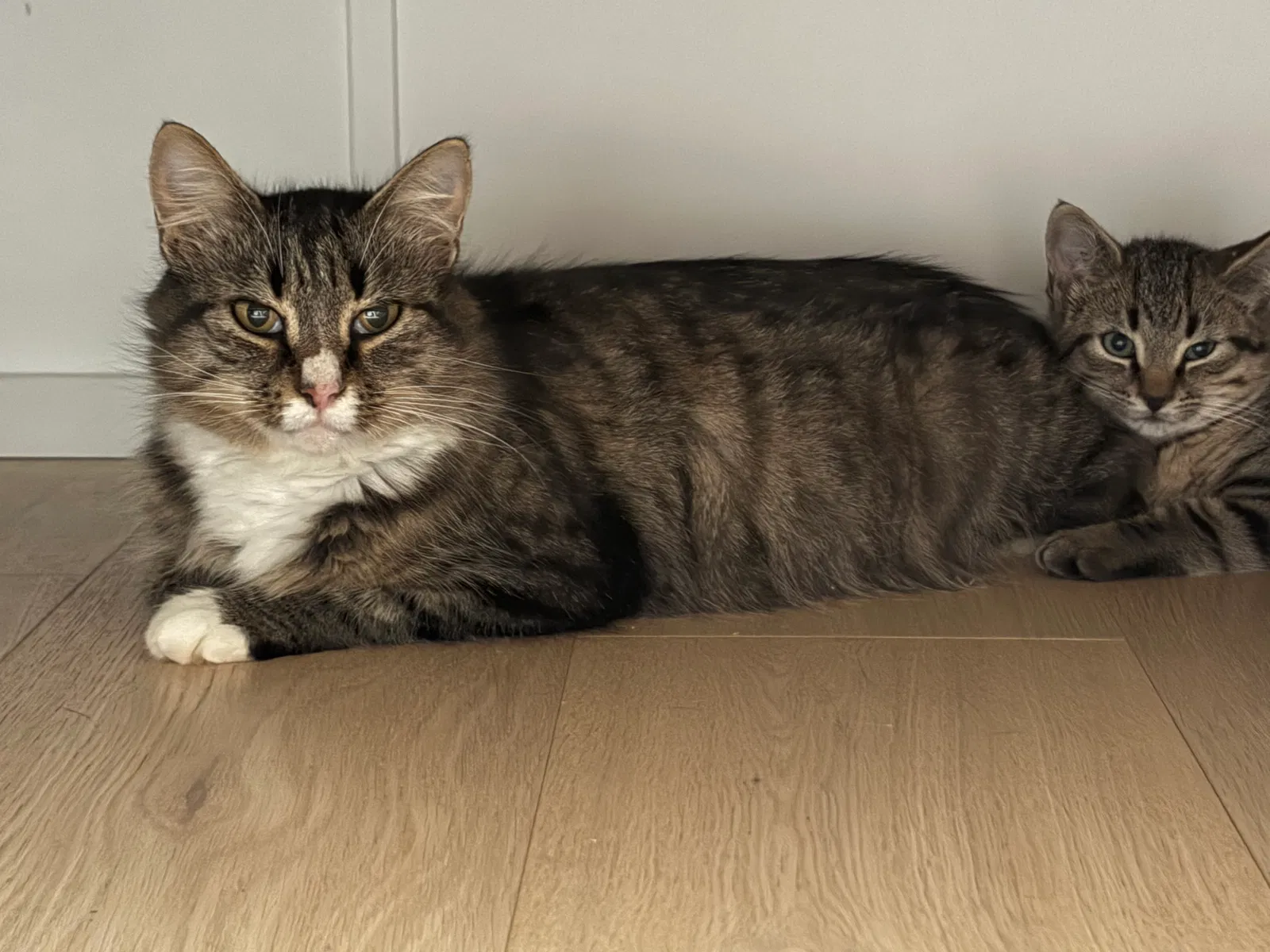 Lottie, Domestic tabby Cat for adoption in Saratoga County, NY, 12866