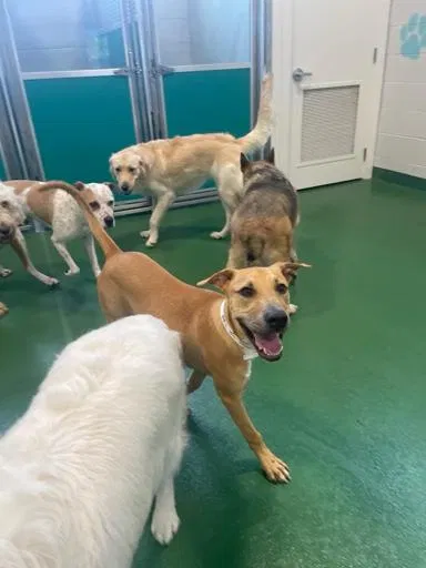 Dog, Lab cross Dog for adoption in Lanham, MD, 20744