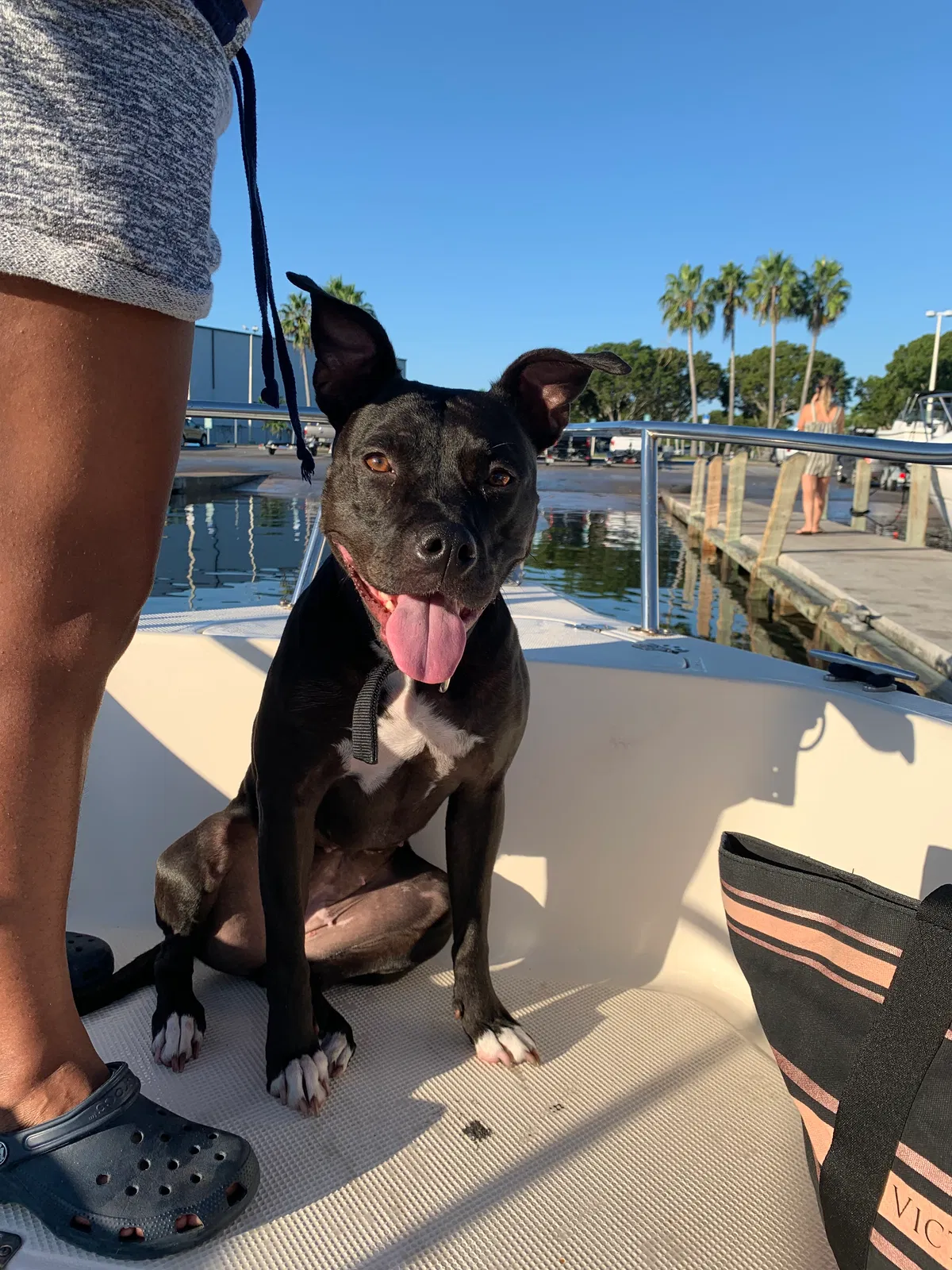 Nala, Terrier mix Dog for adoption in Homestead, FL, 33032