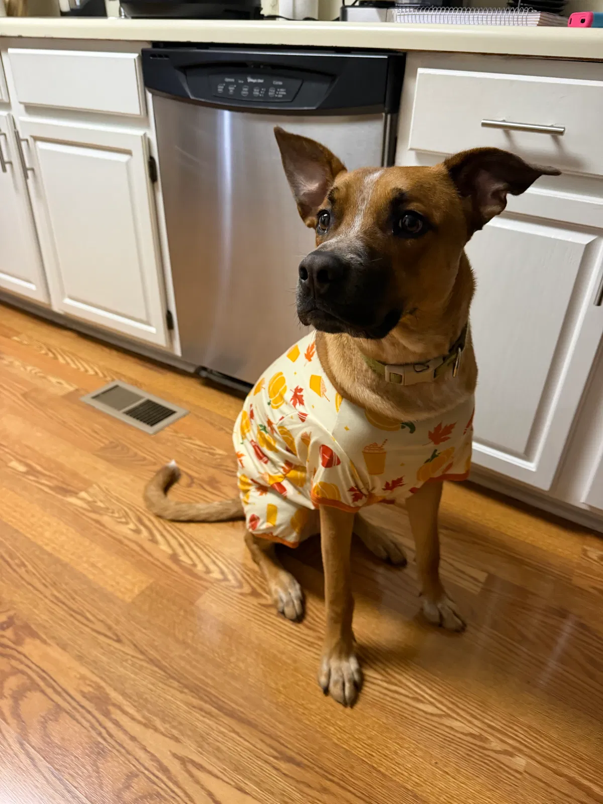 Rocket, Unknown Dog for adoption in Woodstock, GA, 30189