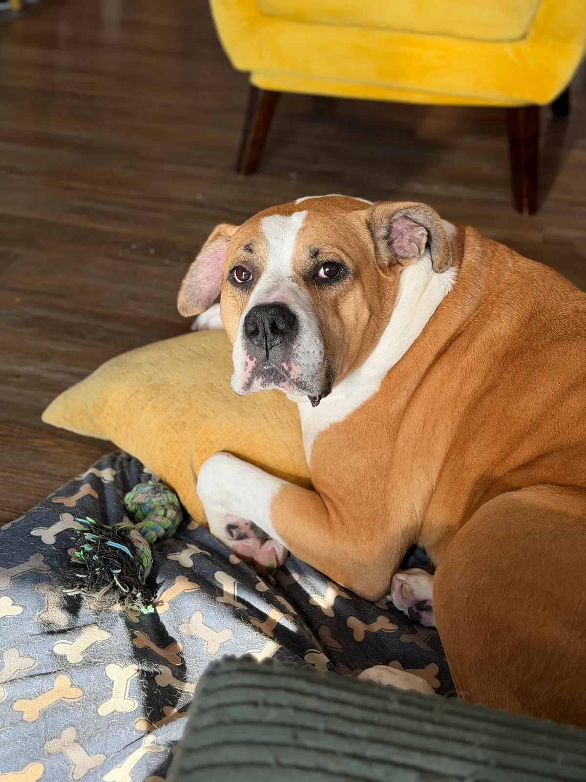 Knight, Boerboel Dog for adoption in Washington, DC, 20003
