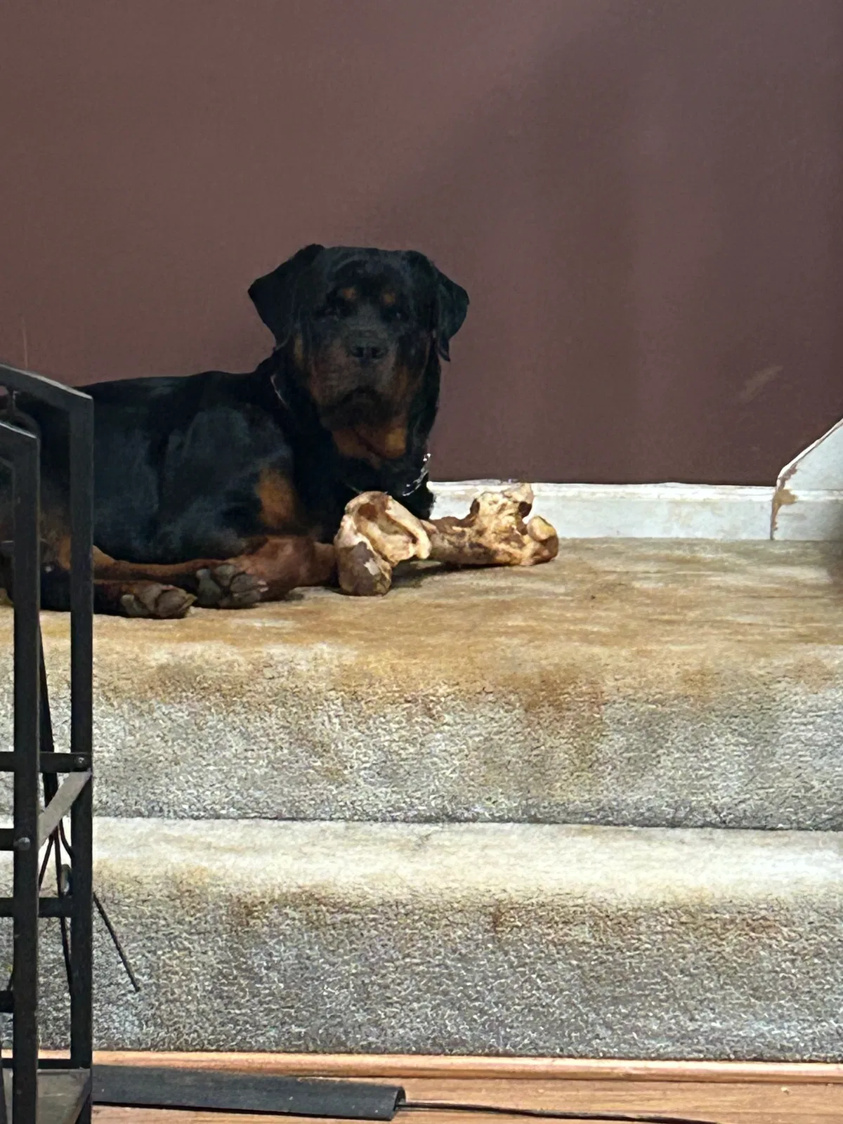 Tupac, Rottweiler Dog for adoption in Decatur, GA, 30035