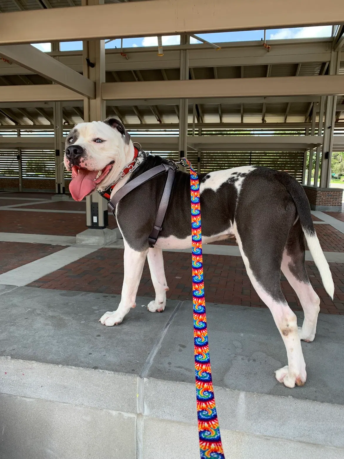 Dog, Pitbull Dog for adoption in Inverness, FL, 34452
