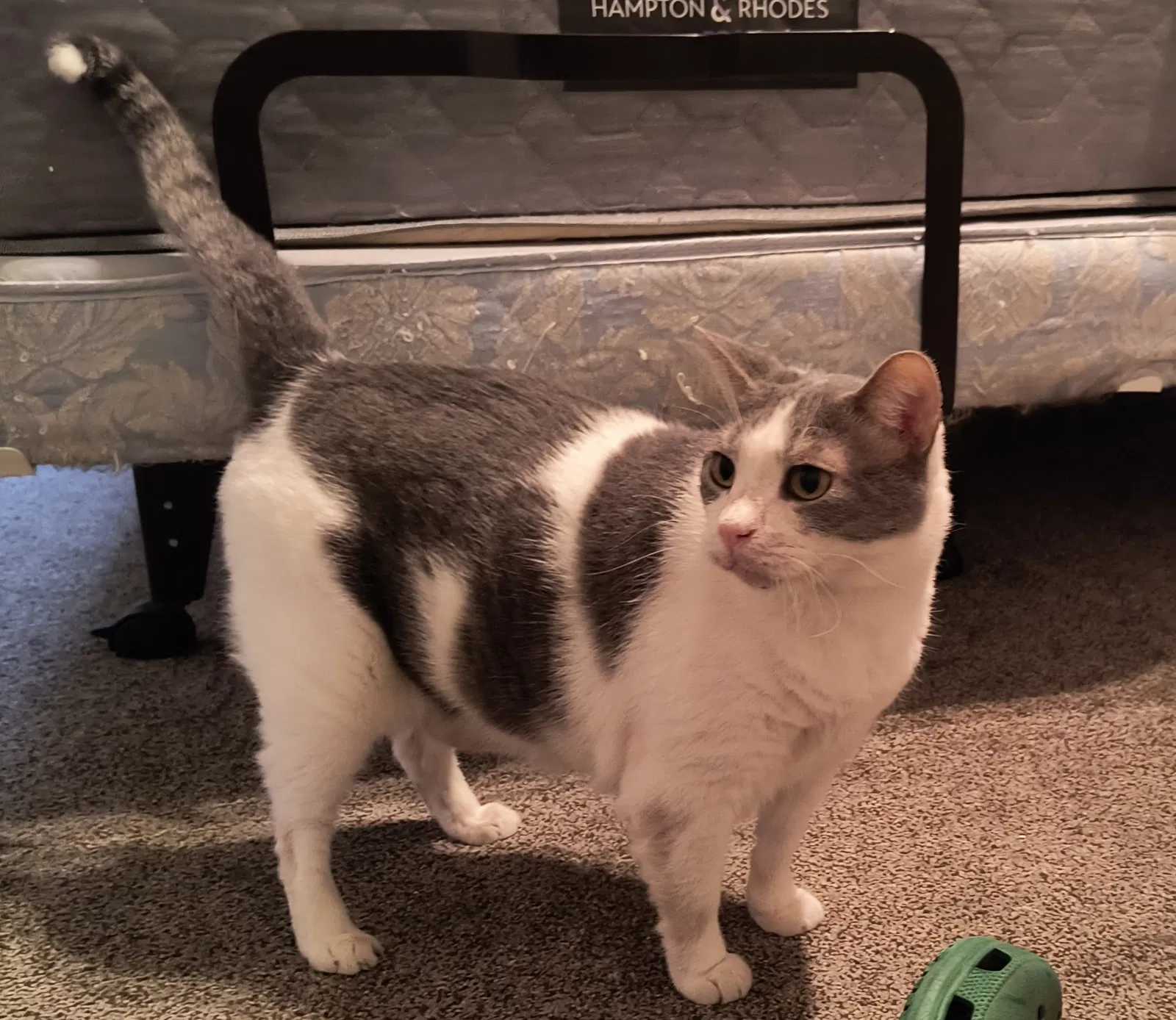 Colt, American Shorthair Cat for adoption in Reidsville, NC, 27320
