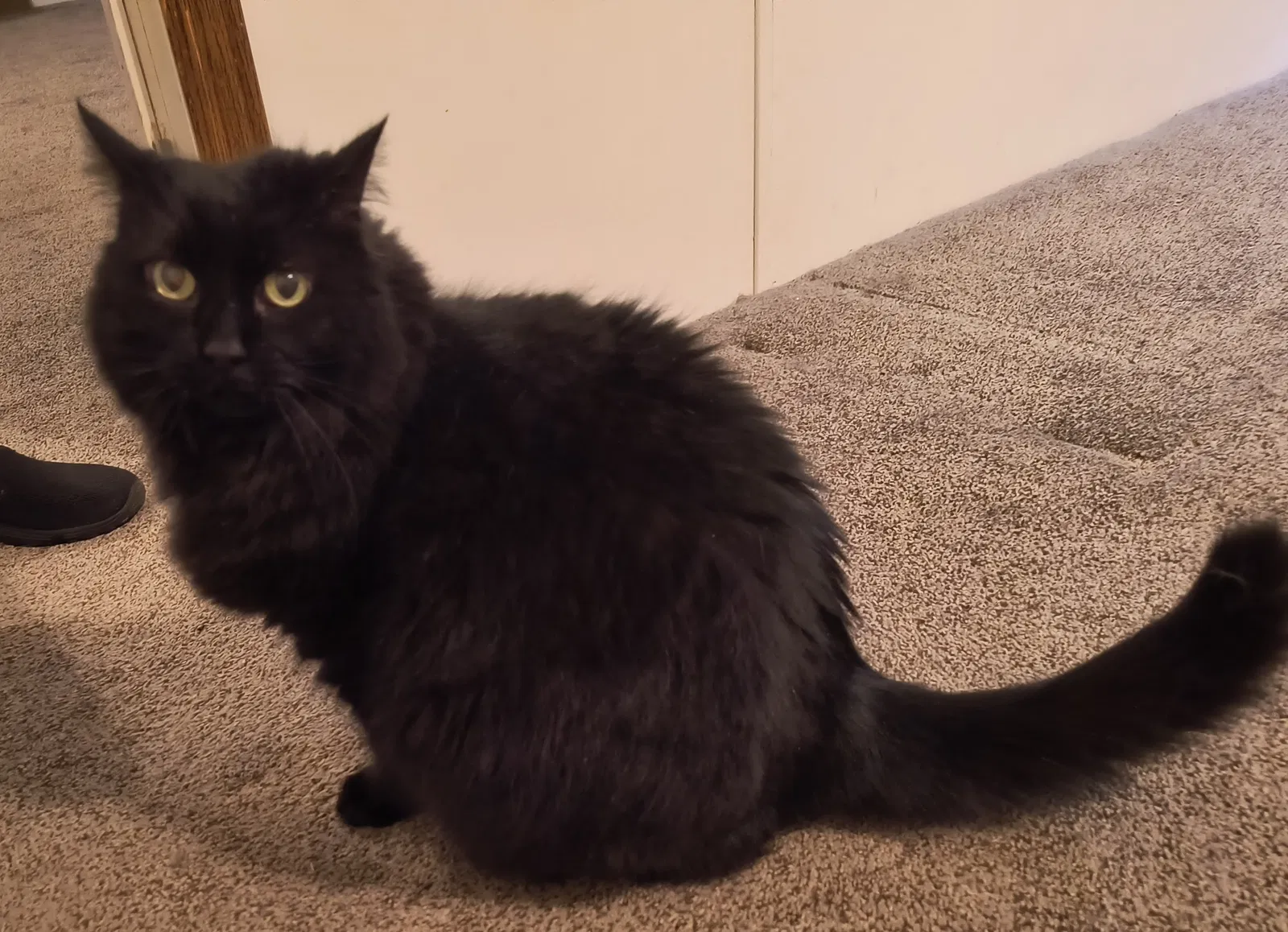 Henriette, American Shorthair Cat for adoption in Reidsville, NC, 27320