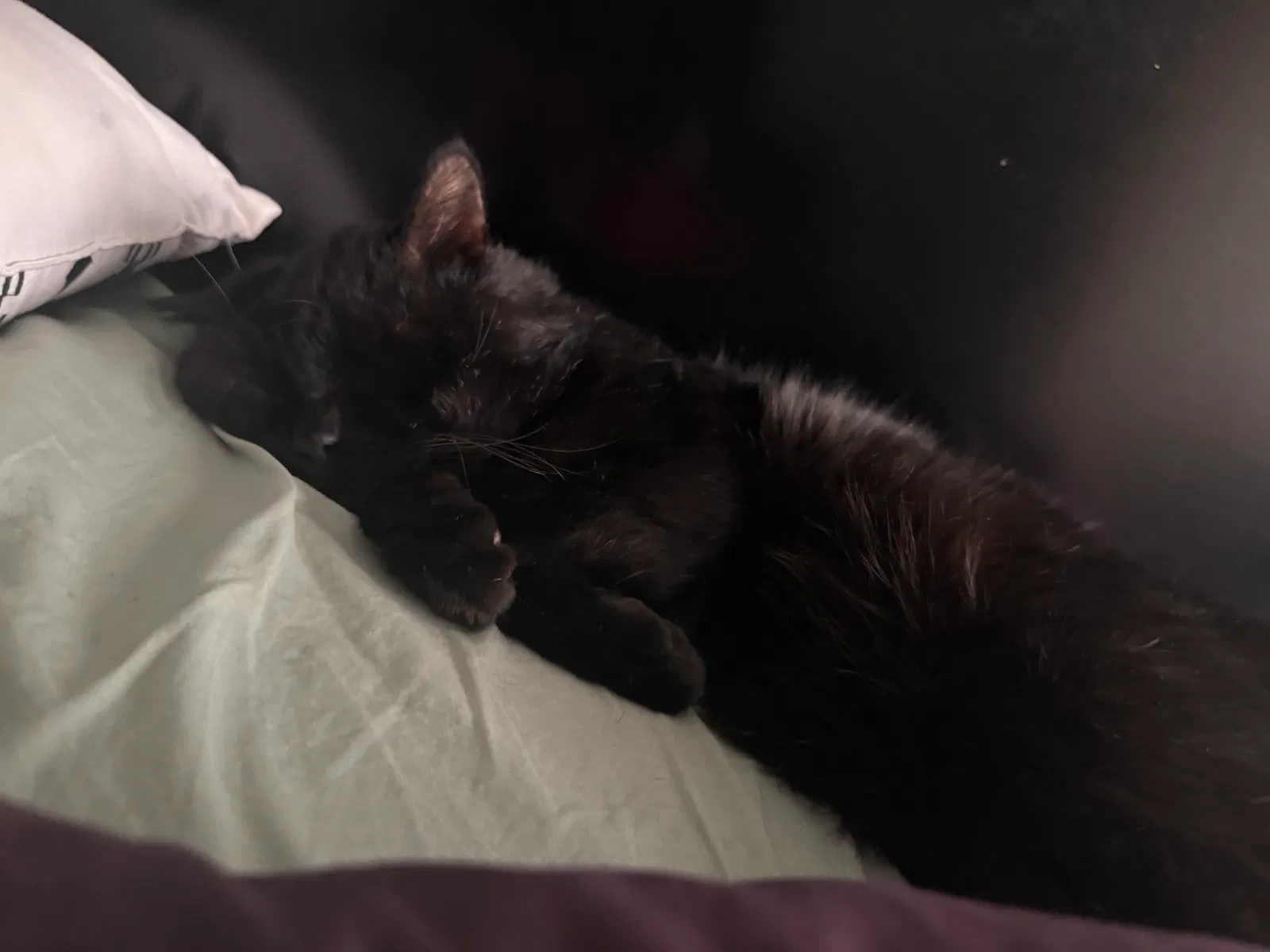 Cat, Tabby Cat for adoption in Shakopee, MN, 55379