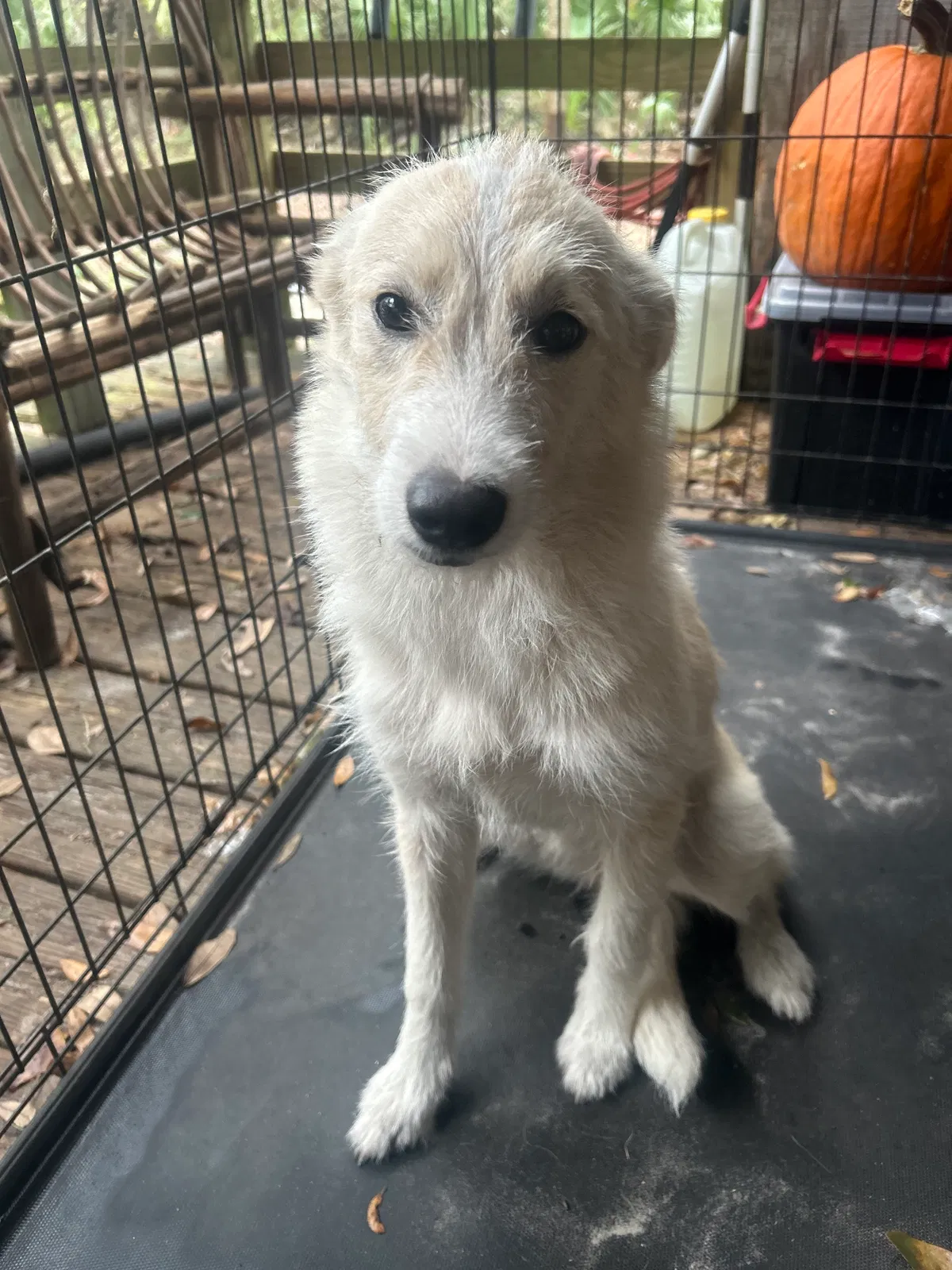 Foxy, Unknown Dog for adoption in Hernando Florida, FL, 34442