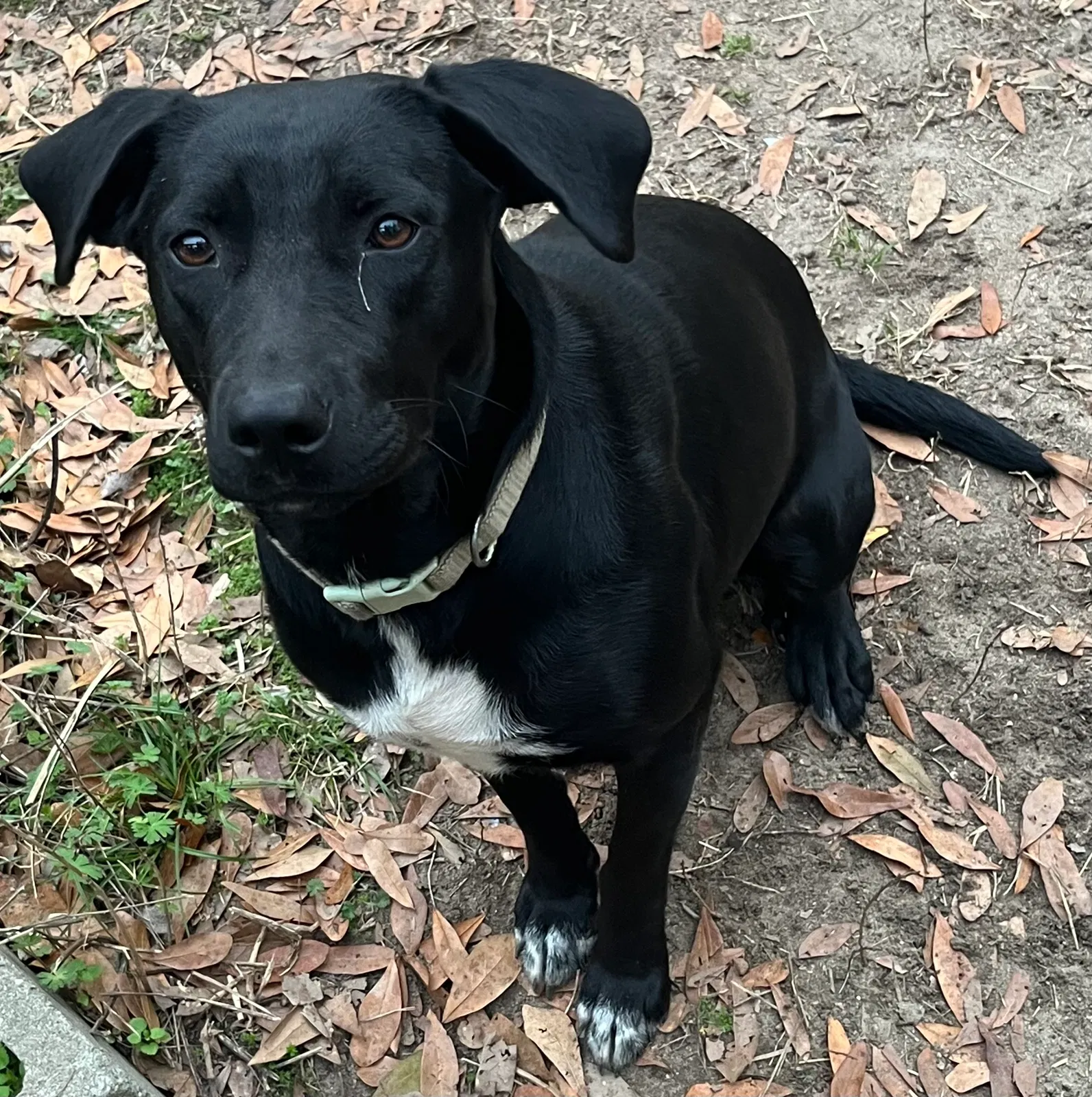 Mary, Lab/pointer mix Dog for adoption in Kinard, FL, 32449