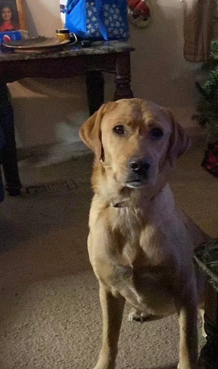 Daisy, Labrador retriever Dog for adoption in Bolivar, TN, 38008