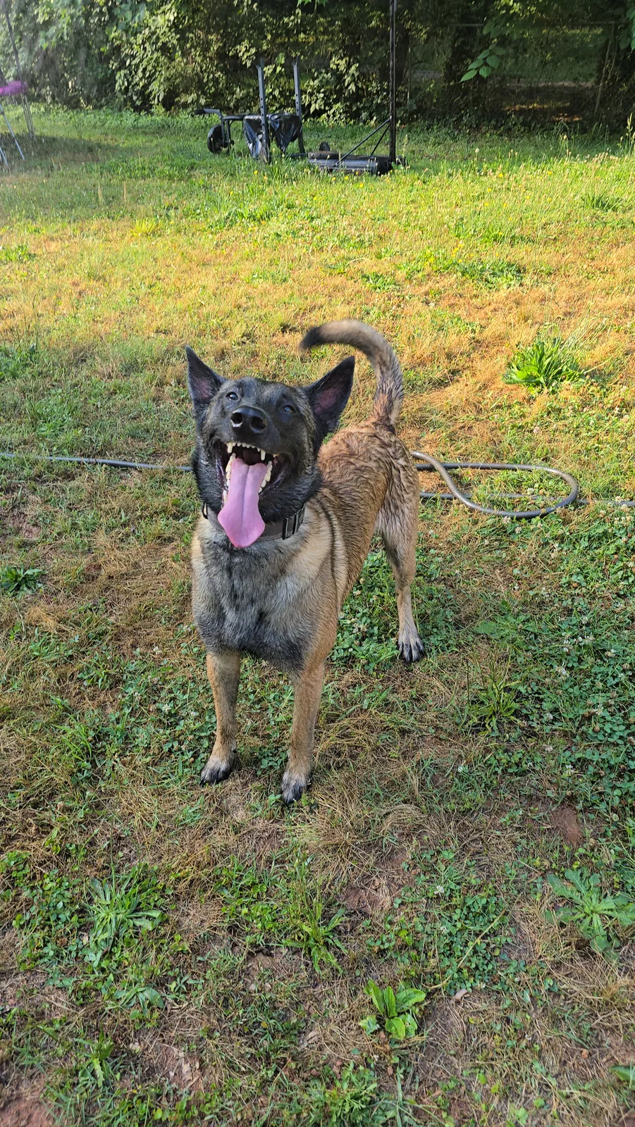 Ranger, Belgian Malinois Dog for adoption in Stockbridge, GA, 30281