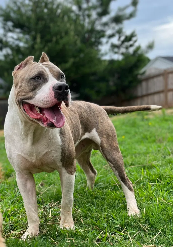 Bruno, American Bully XXL Dog for adoption in Atlanta, GA, GA, 30363