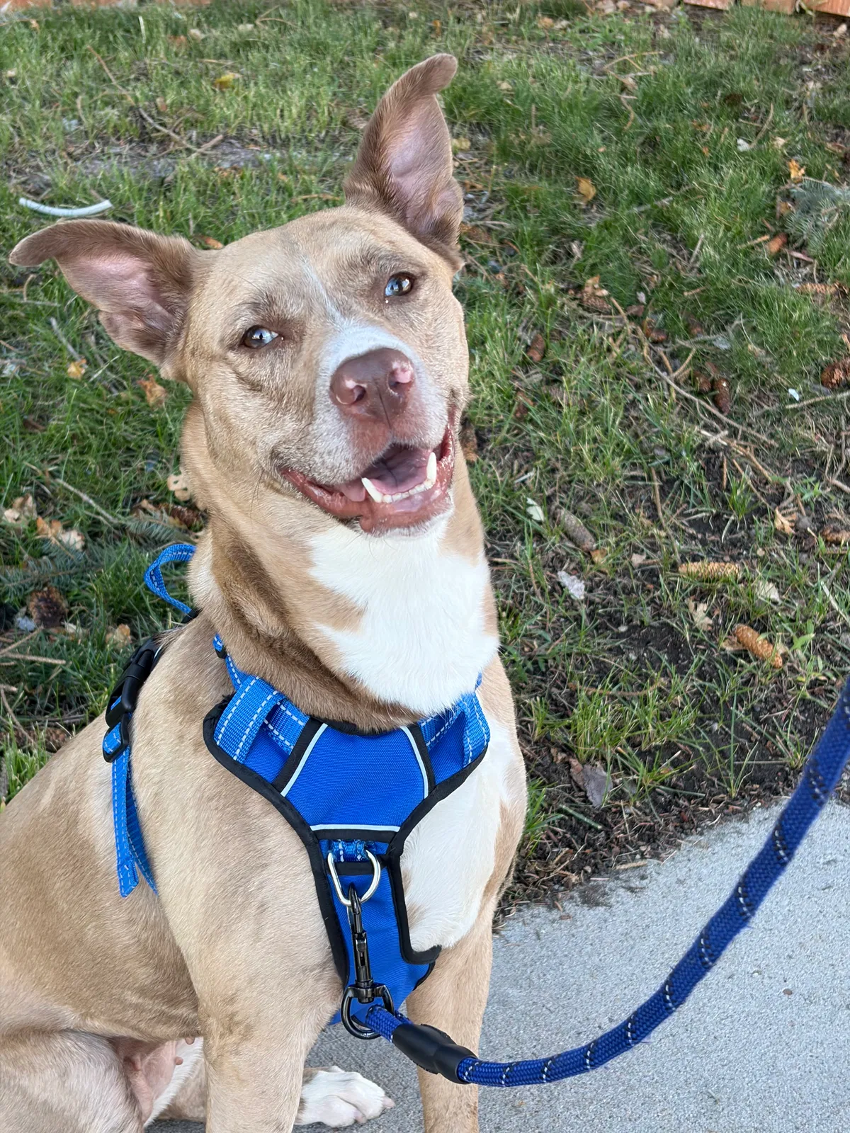 Willow, Unknown Dog for adoption in Centennial, CO, 80122