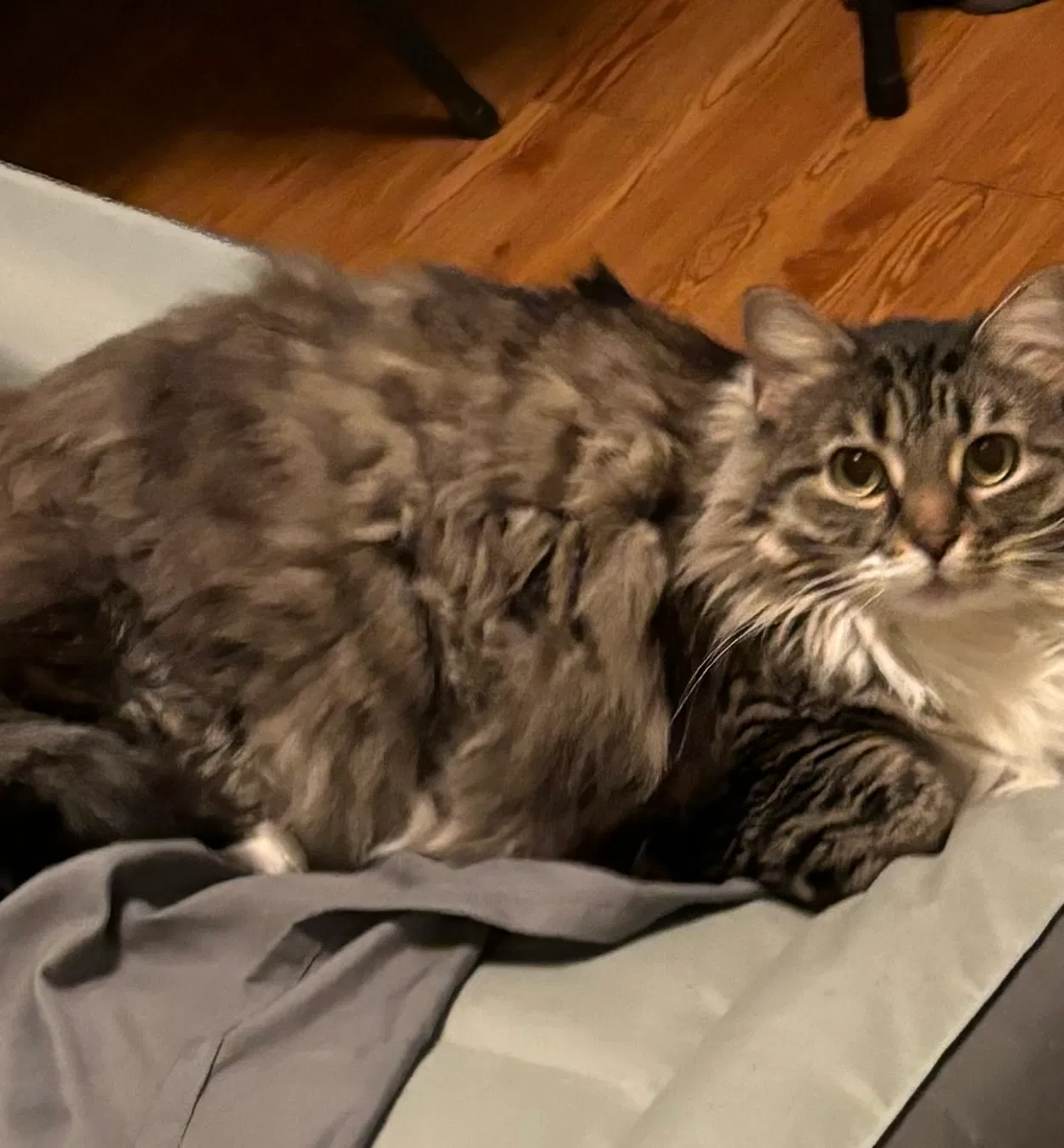 Gigi, Unknown Cat for adoption in Saltillo, MS, 38866