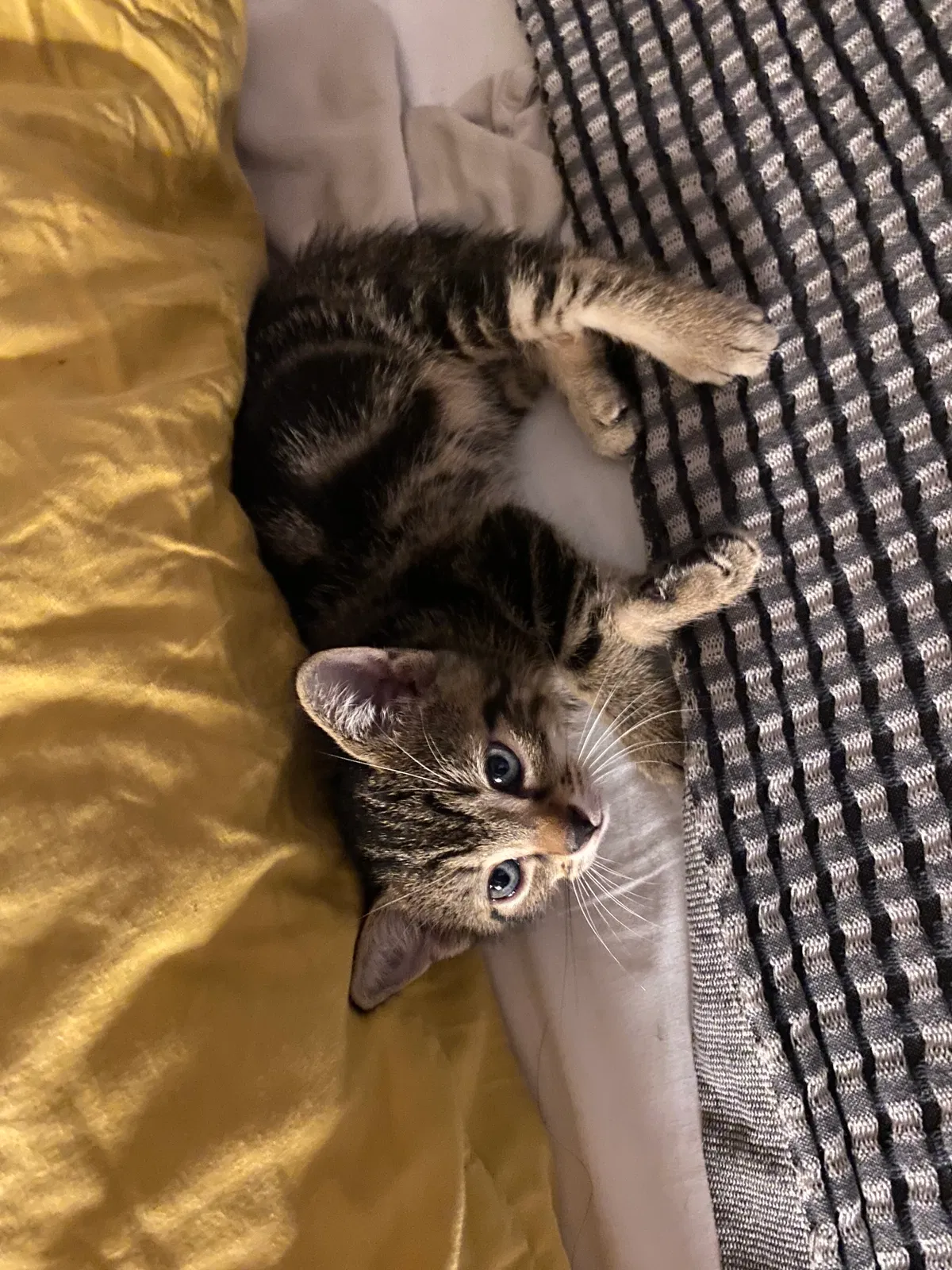minu, Unknown Cat for adoption in Houston, TX, 77055