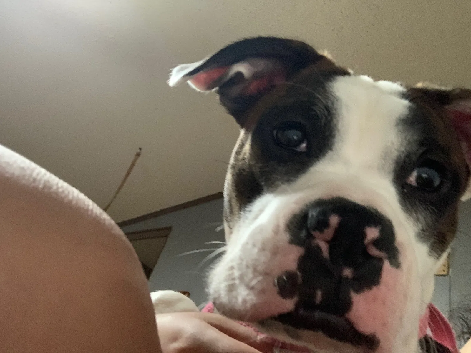 Fila, Boxer Dog for adoption in St. Louis, MO, 63111