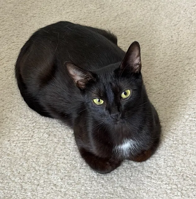 Sidian, American Shorthair Cat for adoption in Rossville, GA, 30741