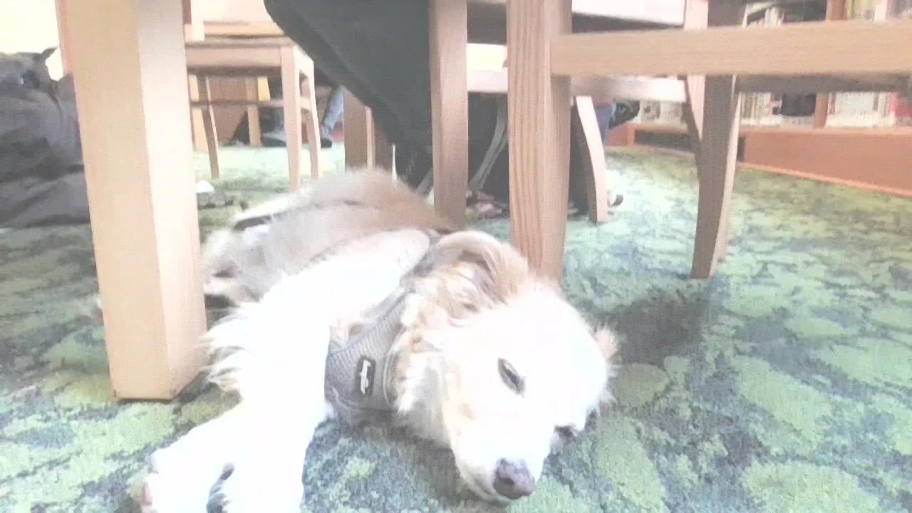 Orbit, Unknown Dog for adoption in Portland, OR, 97209