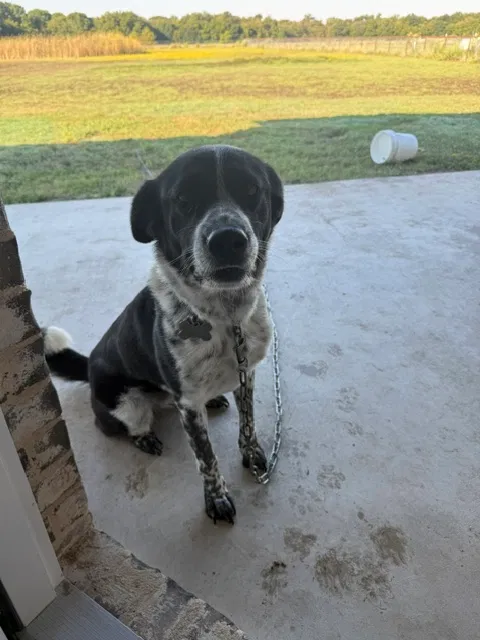Tioga, Unknown Dog for adoption in Farmersville, TX, 75442